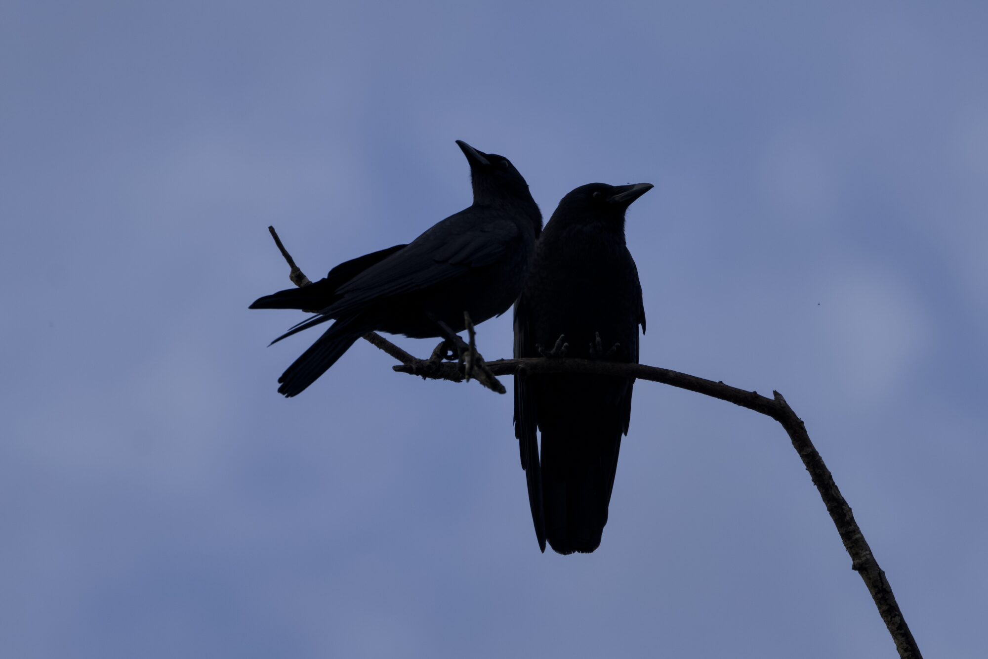 Two crows up on a branch, seemingly just touching each other. Background is pale bluish thinly cloudy sky