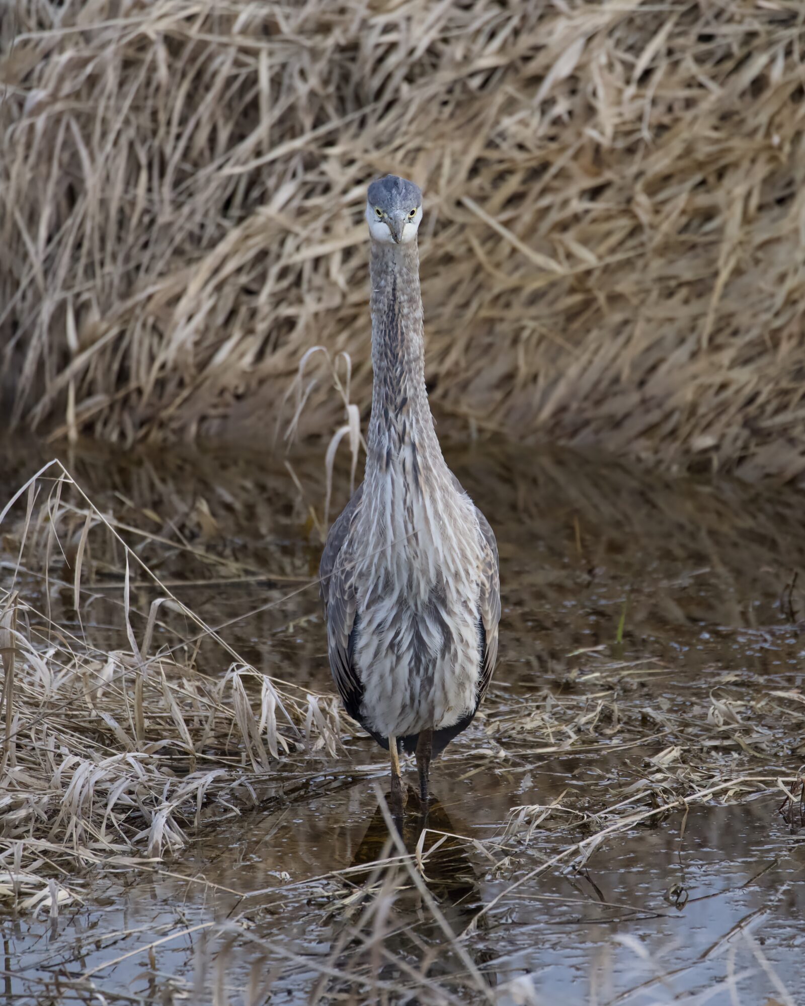 An immature Great Blue Heron standing in shallow water, facing us. Background is yellow-brown reeds
