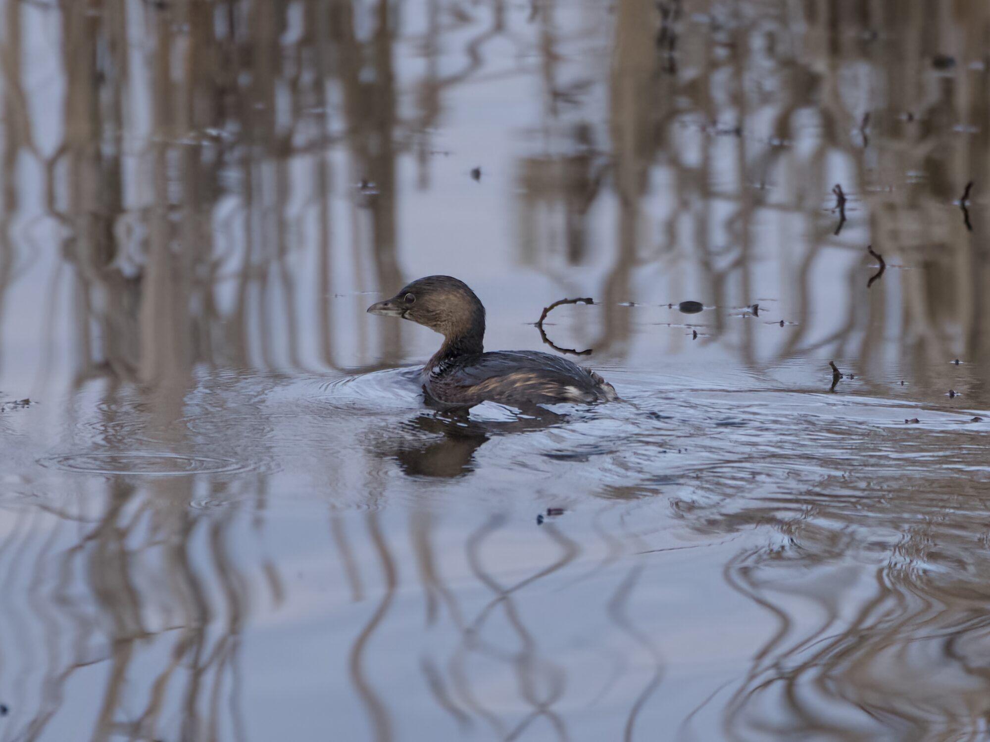 A Pied-billed Grebe on the water. The light is fairly dim