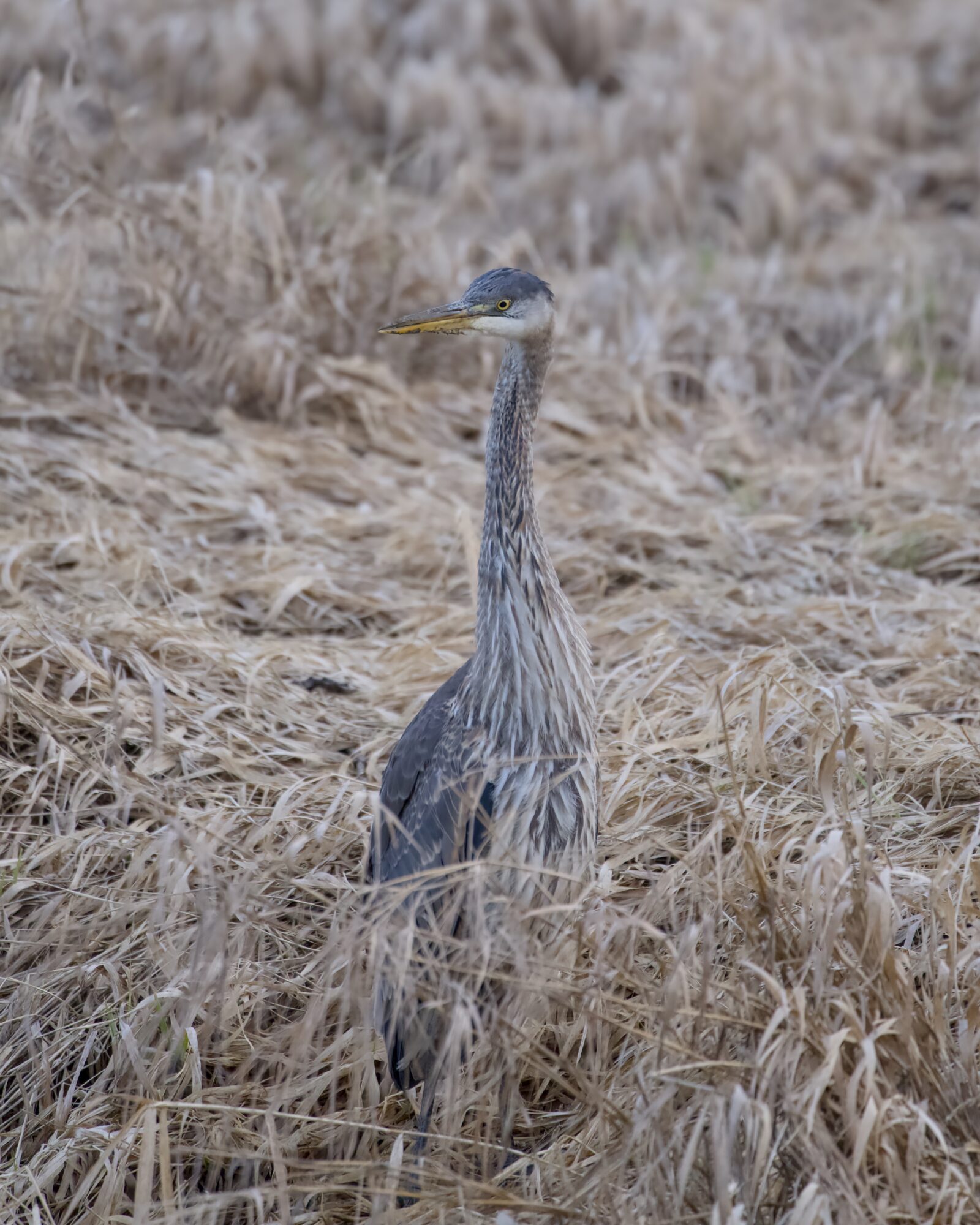 An immature Great Blue Heron chest-deep amongst brown reeds
