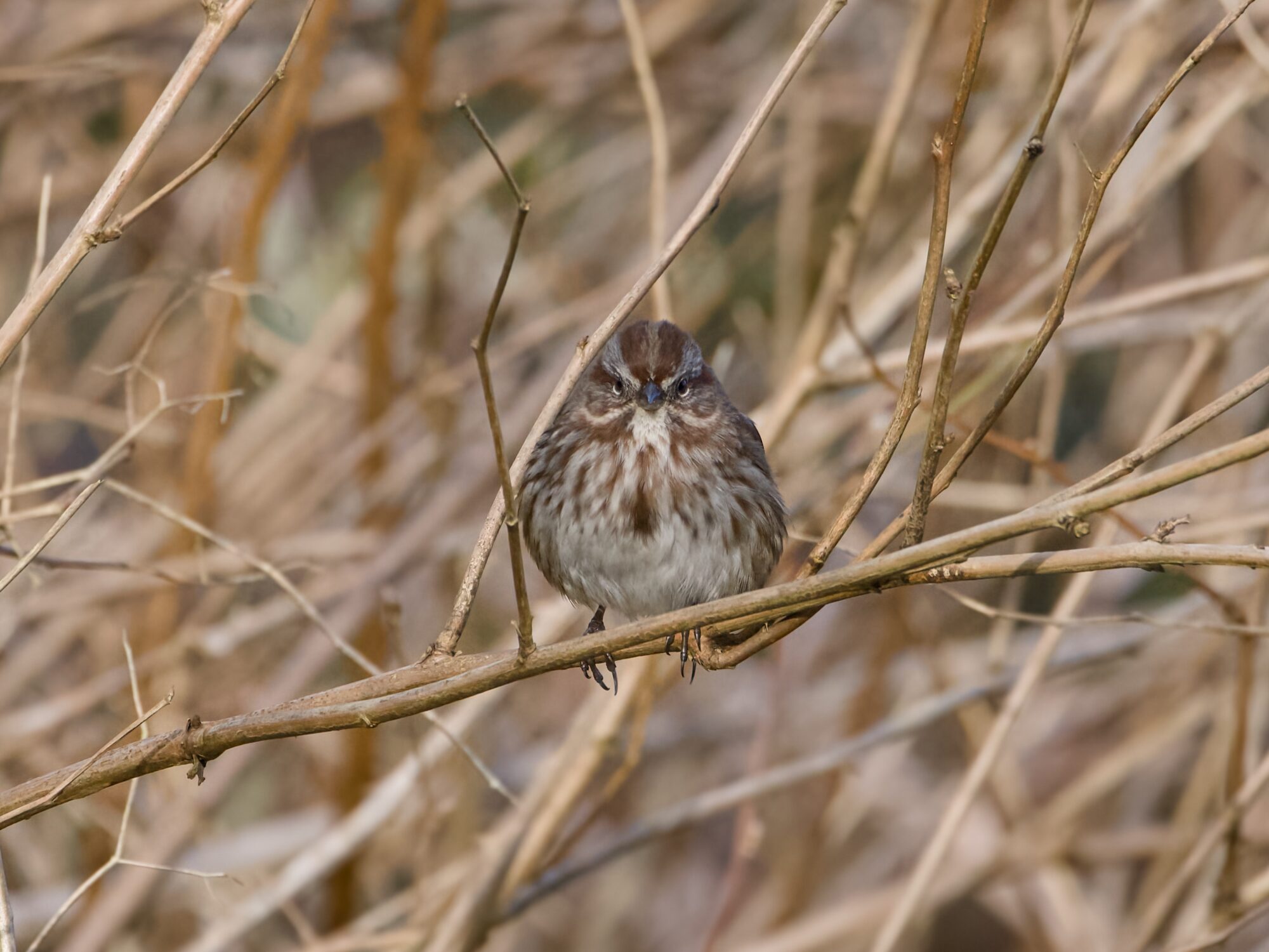 A Song Sparrow on a little twig, facing me at eye level. In the background are a lot of bare twigs and branches