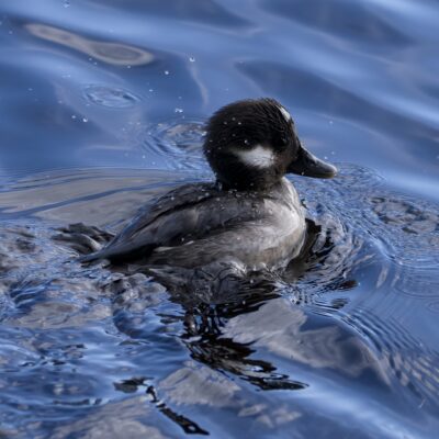 A female Bufflehead in the water, with ripples and a wake behind her