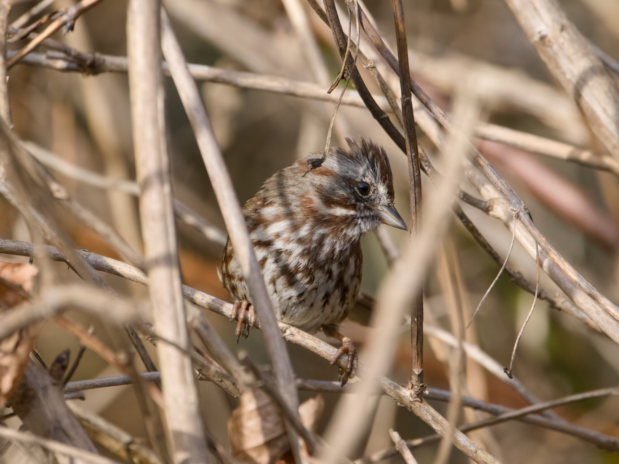 A Song Sparrow partly hidden behind some bare branches. It is mostly facing us, and looking a bit down and to the side. Its head plumage is sticking out