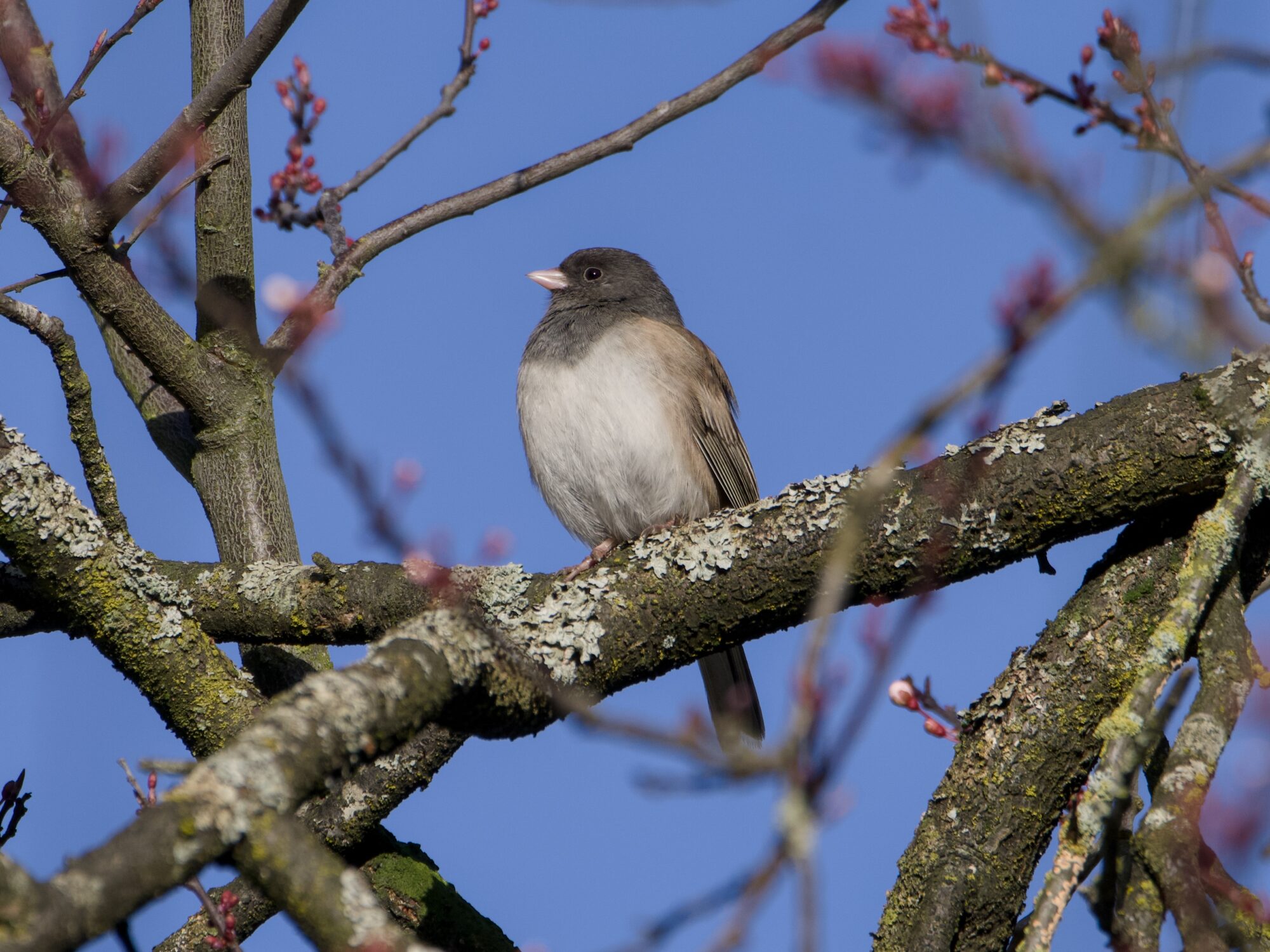 A Dark-eyed Junco up in a tree, framed by bare branches and a solid blue sky