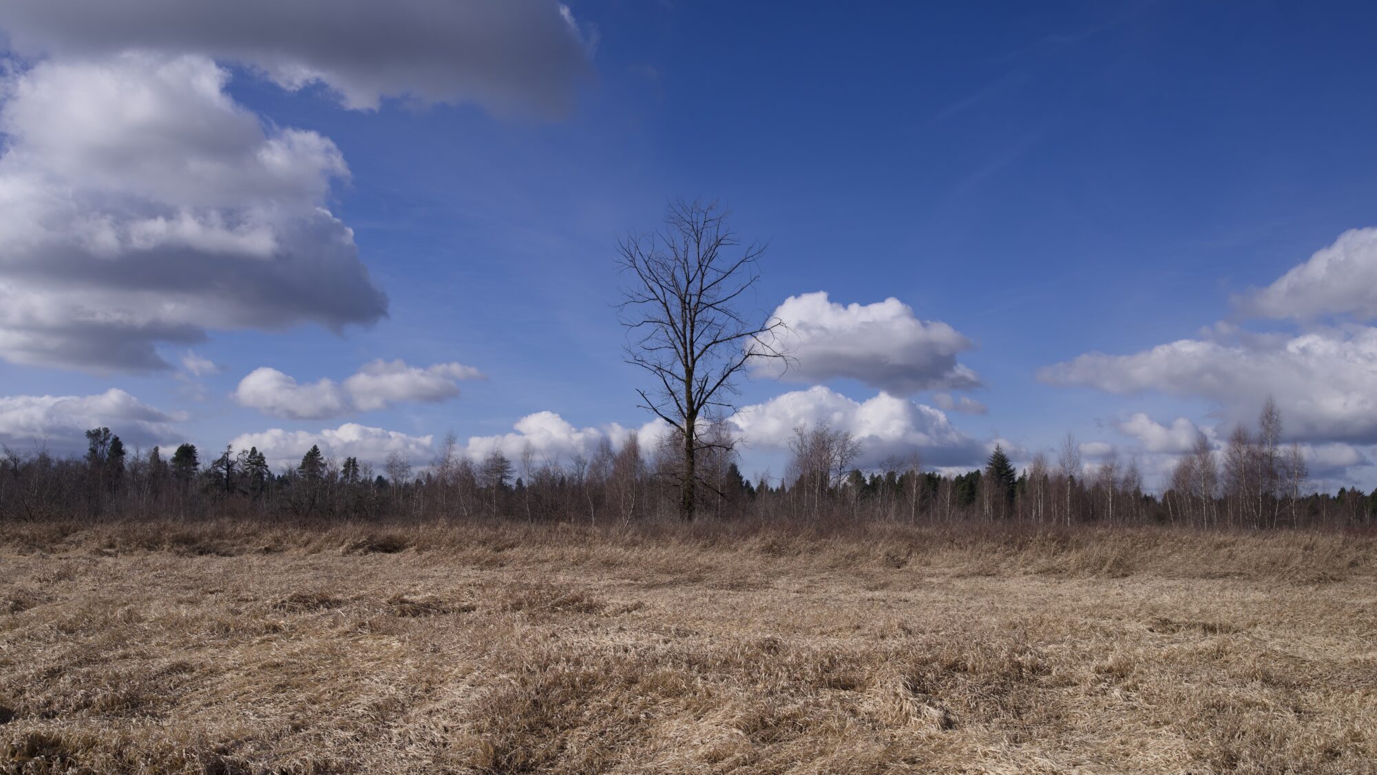 A landscape of yellow reeds, with a single bare tree in the middle distance. Blue sky with a few soft clouds