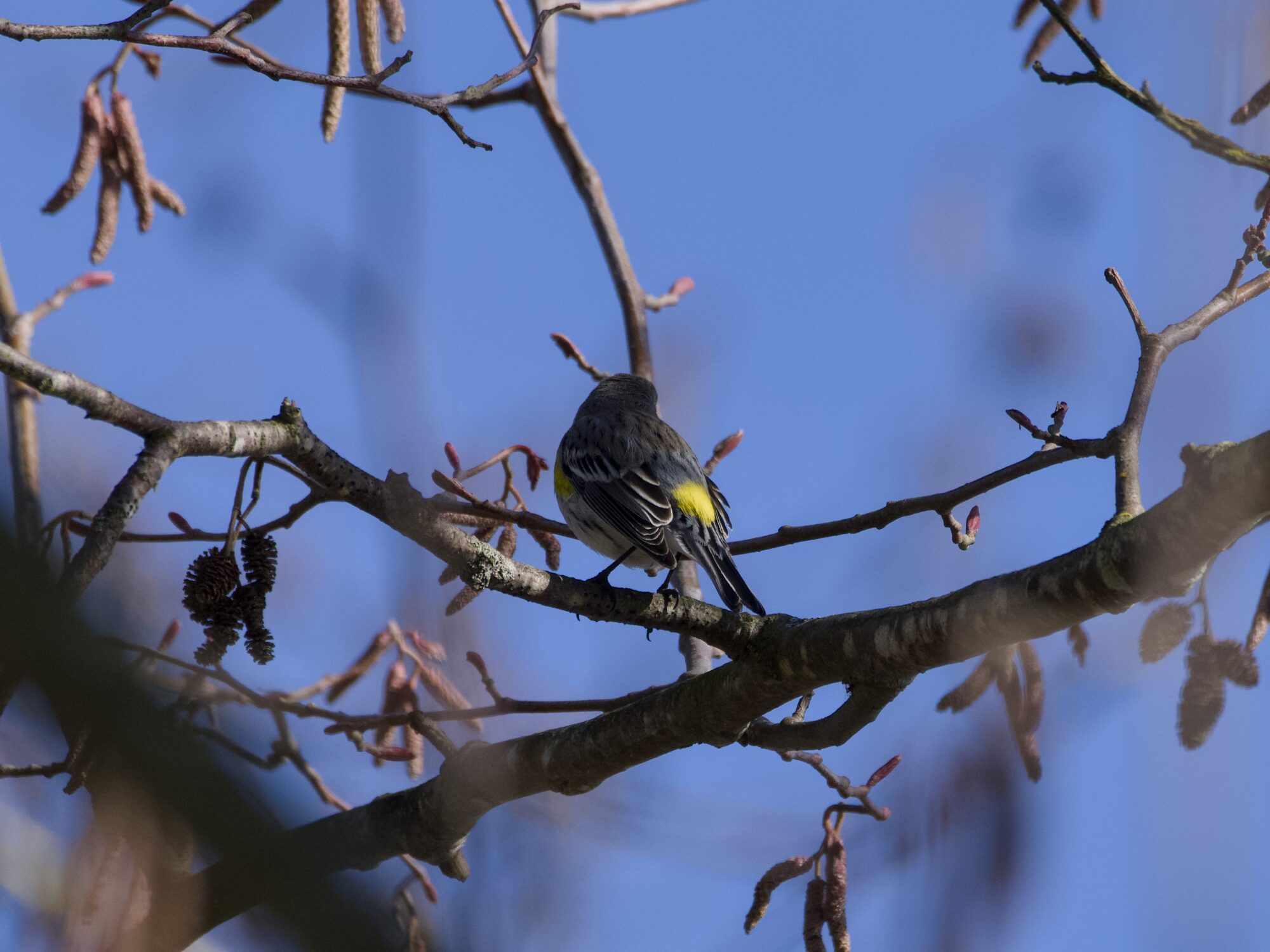 A Yellow-rumped Warbler up in a bare tree against a solid blue sky. The warbler is mostly in the shade, with its back to us, but we can see the patterned grey wings and yellow rump patch