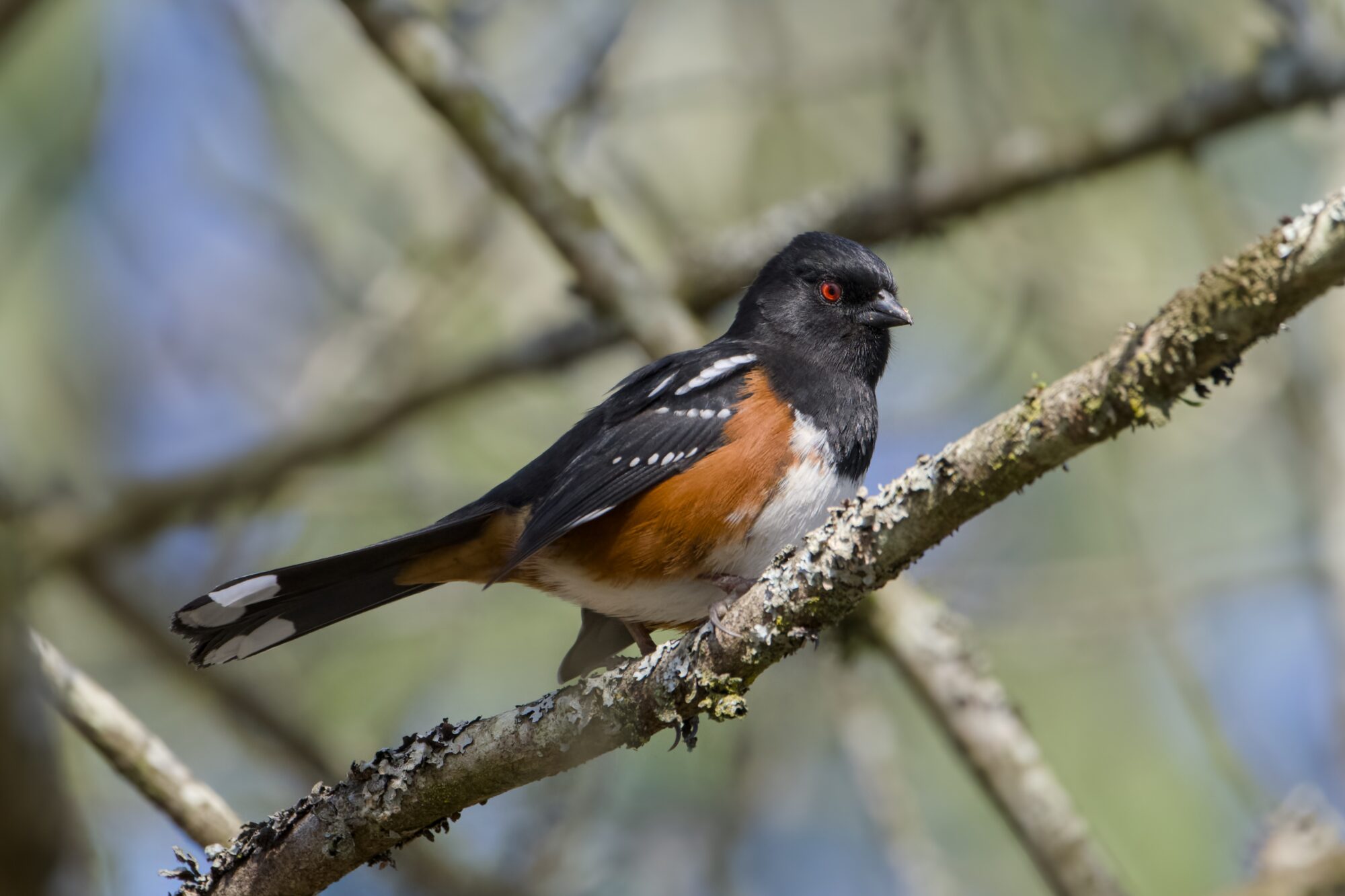 A Spotted Towhee up in a tree. The background is bare branches and pale green, with a bit of blue