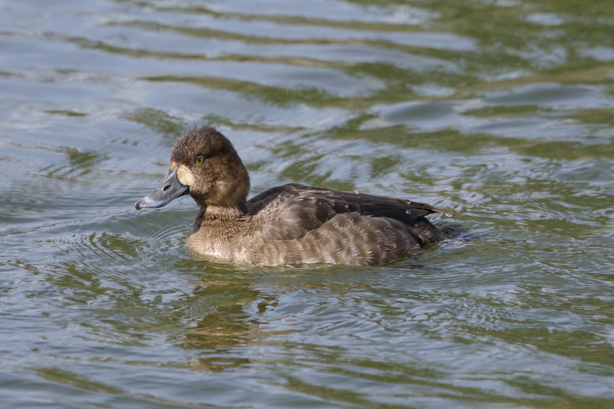A female Lesser Scaup in the water