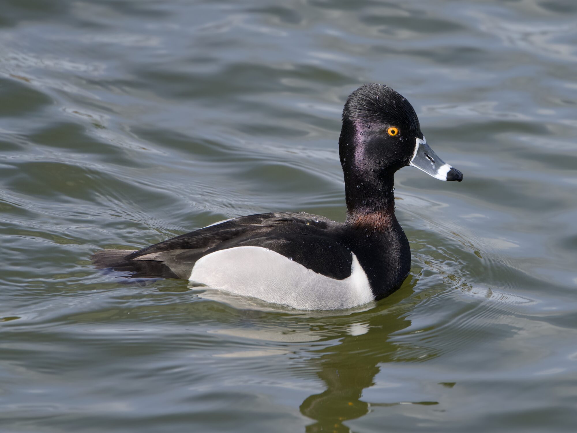 a male Ring-necked Duck in the water