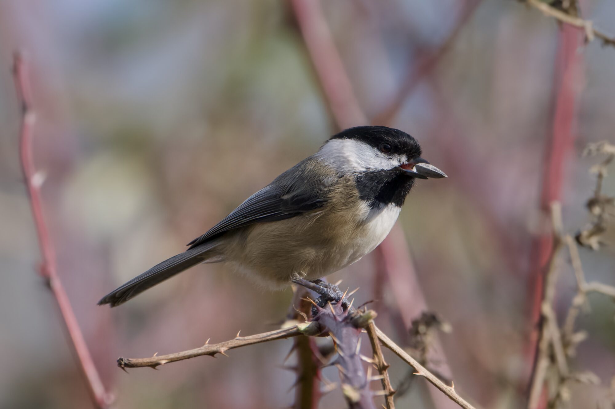 A Black-capped Chickadee on top of a thorny bush, holding a sunflower seed in its beak