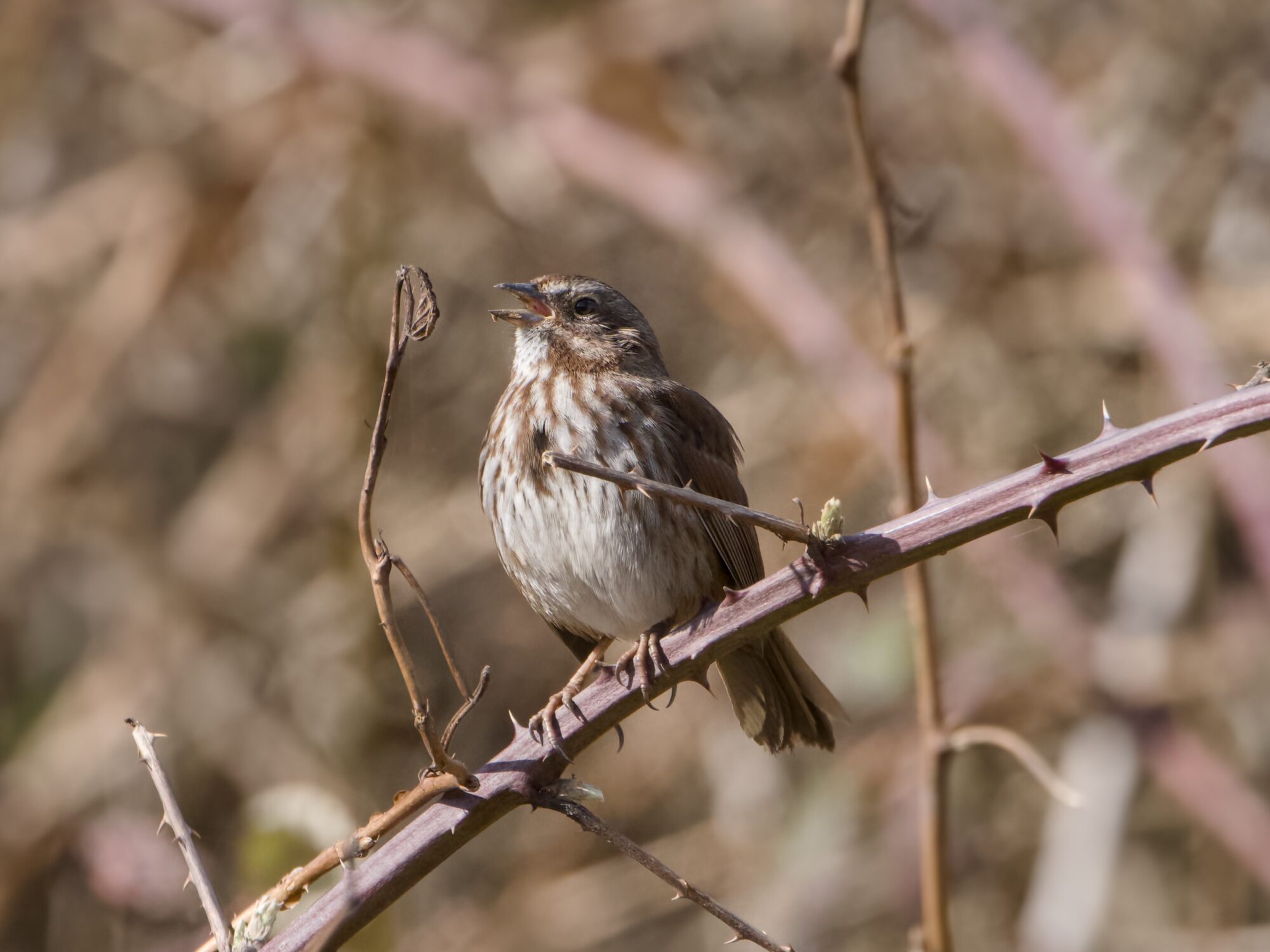 A Song Sparrow sitting on a thorny branch, and singing. Background is more brown branches