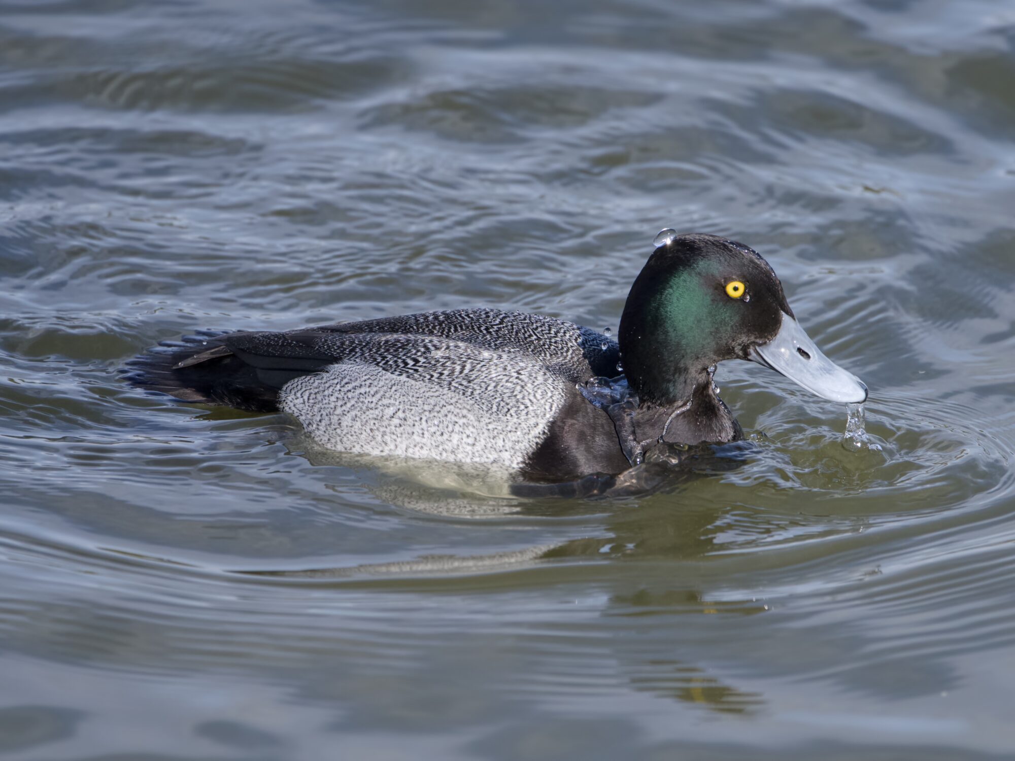 A male Lesser Scaup, emerging from the water with his head dripping
