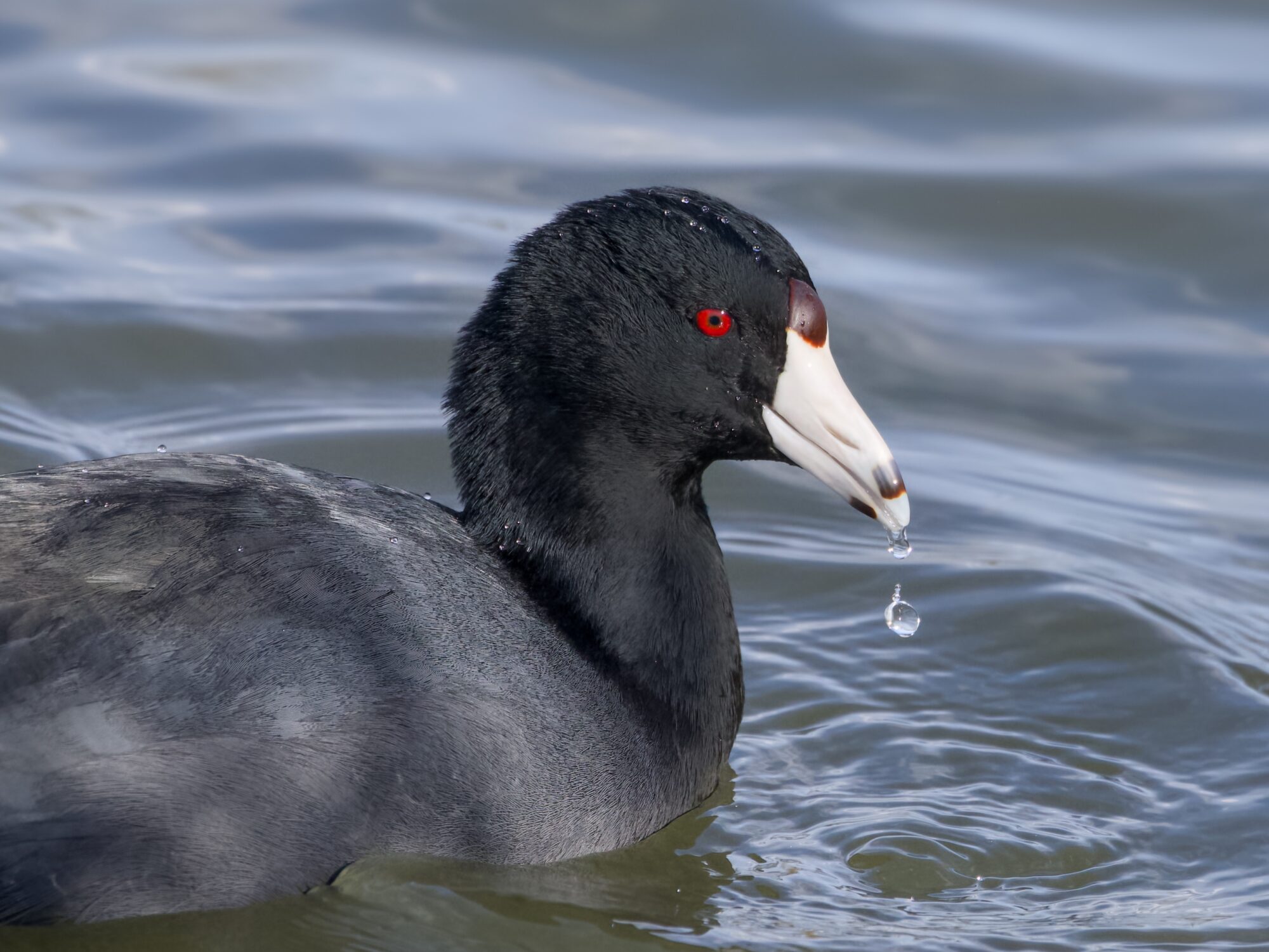 Closeup of an American Coot in the water, with a drop of water fall from the end of its bill