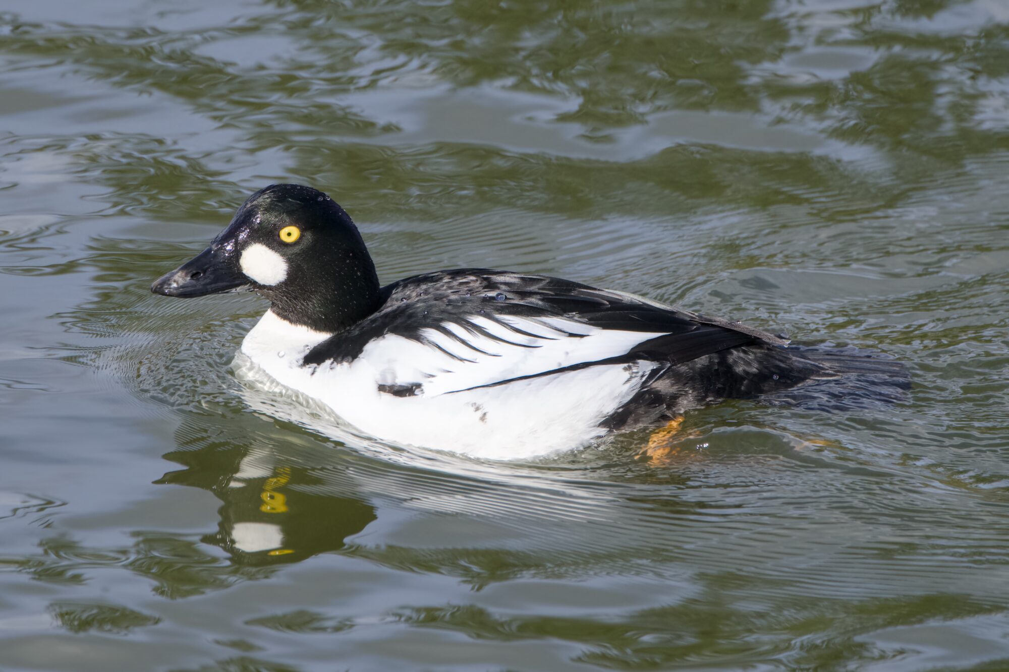 A male Common Goldeneye in the water