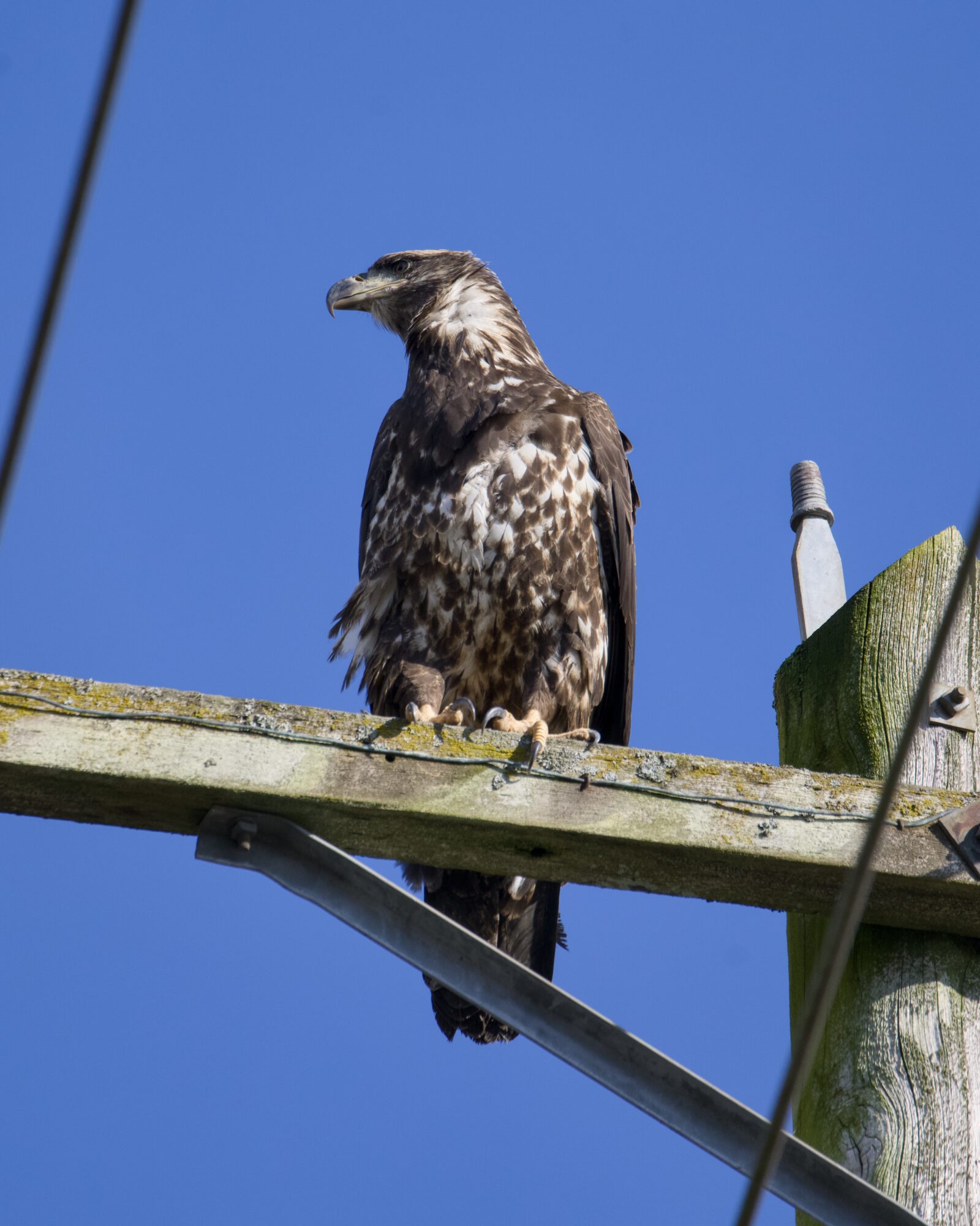 An immature Bald Eagle up on a power line against a solid blue sky