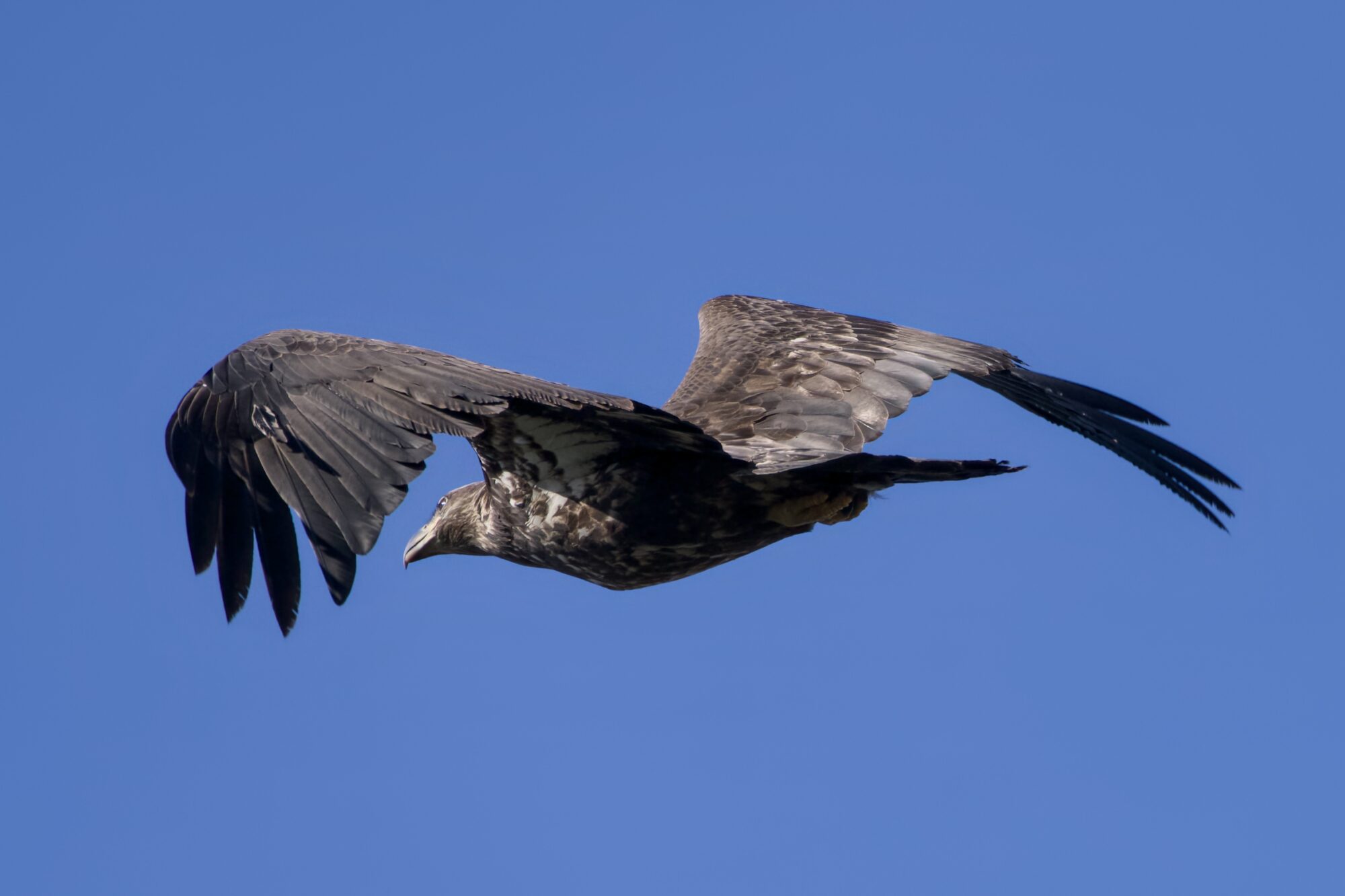 An immature Bald Eagle flying away, against a solid blue sky