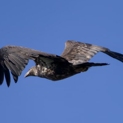 An immature Bald Eagle flying away, against a solid blue sky
