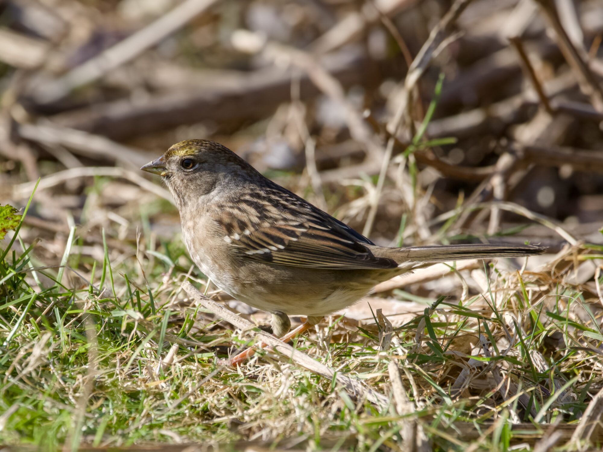 A Golden-crowned Sparrow on the ground, facing the sunlight. There is grass around it, and bare bushes in the background