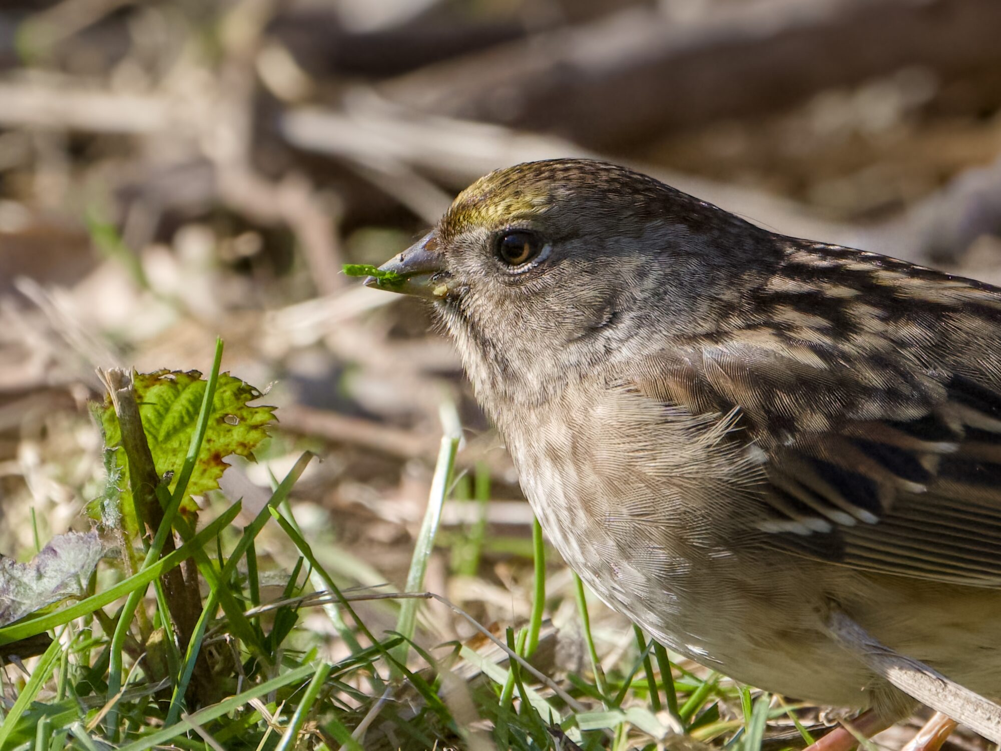 Closeup of a Golden-crowned Sparrow's head and chest, seen in profile and facing the sunlight. There is grass around it, bare bushes in the background, and it has a bit of green leaf in its beak