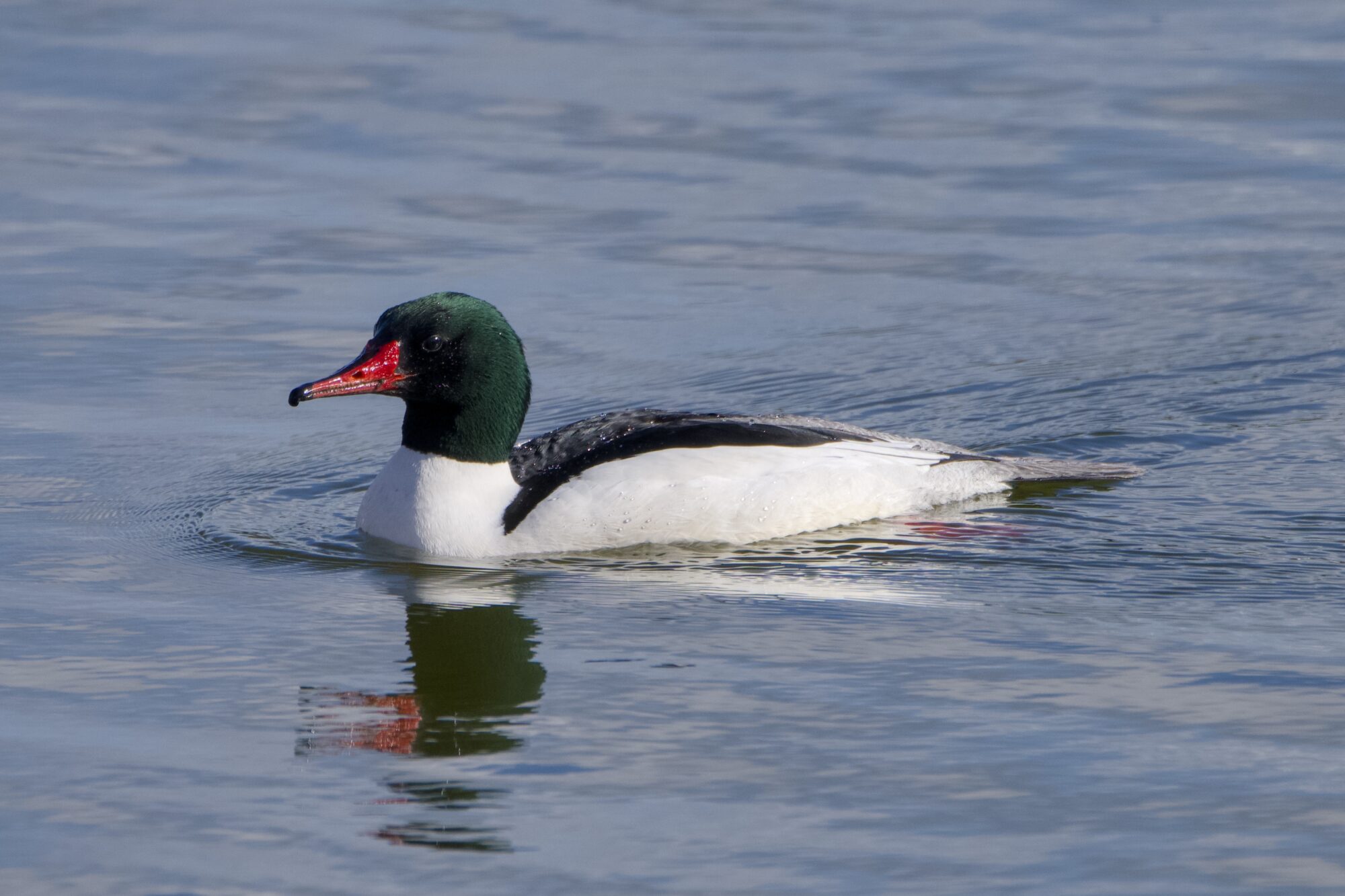 a male Common Merganser on the water