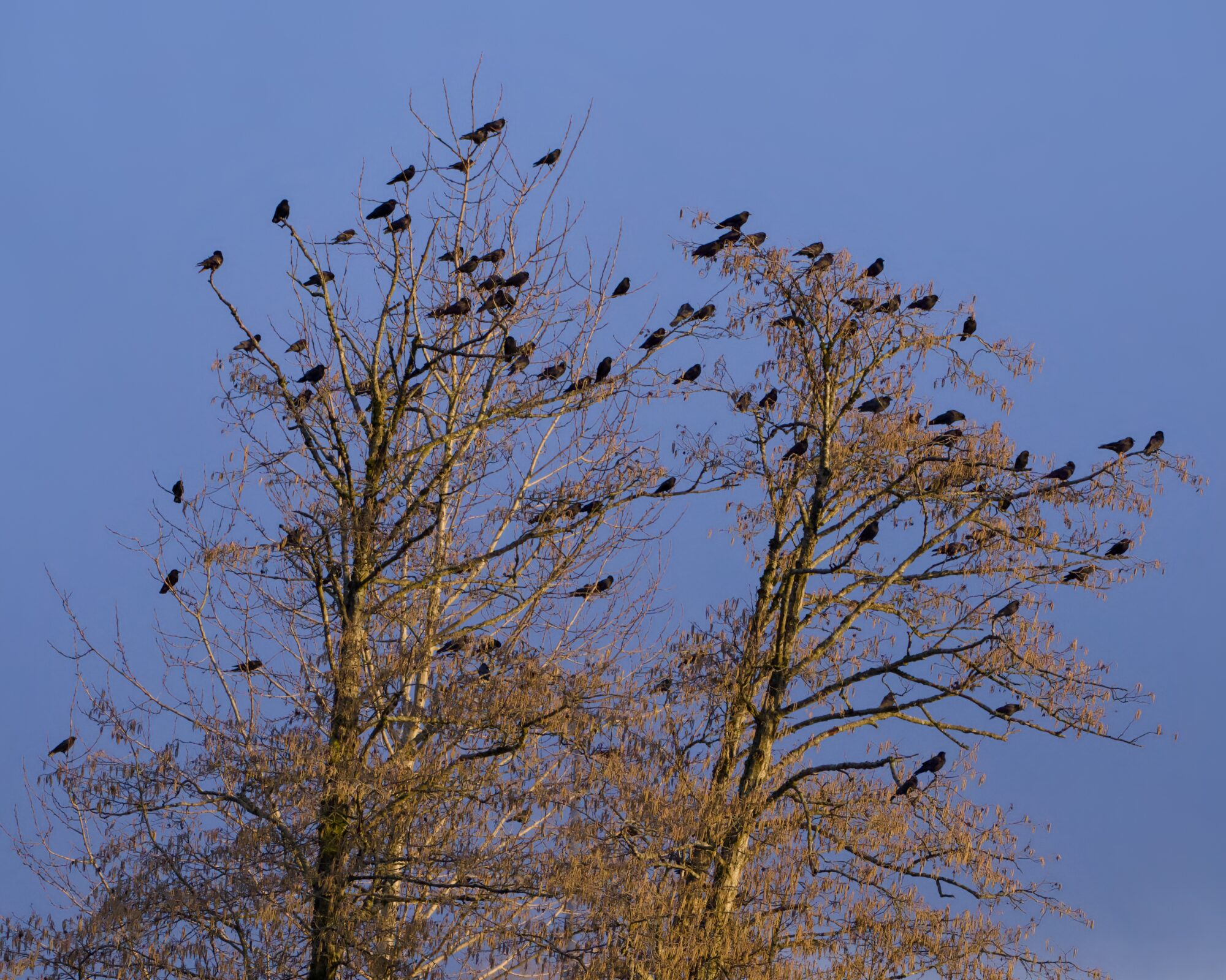 A tree lit gold by the setting sun, with dozens of crows sitting in its branches. The background sky is mostly blue