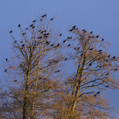 A tree lit gold by the setting sun, with dozens of crows sitting in its branches. The background sky is mostly blue