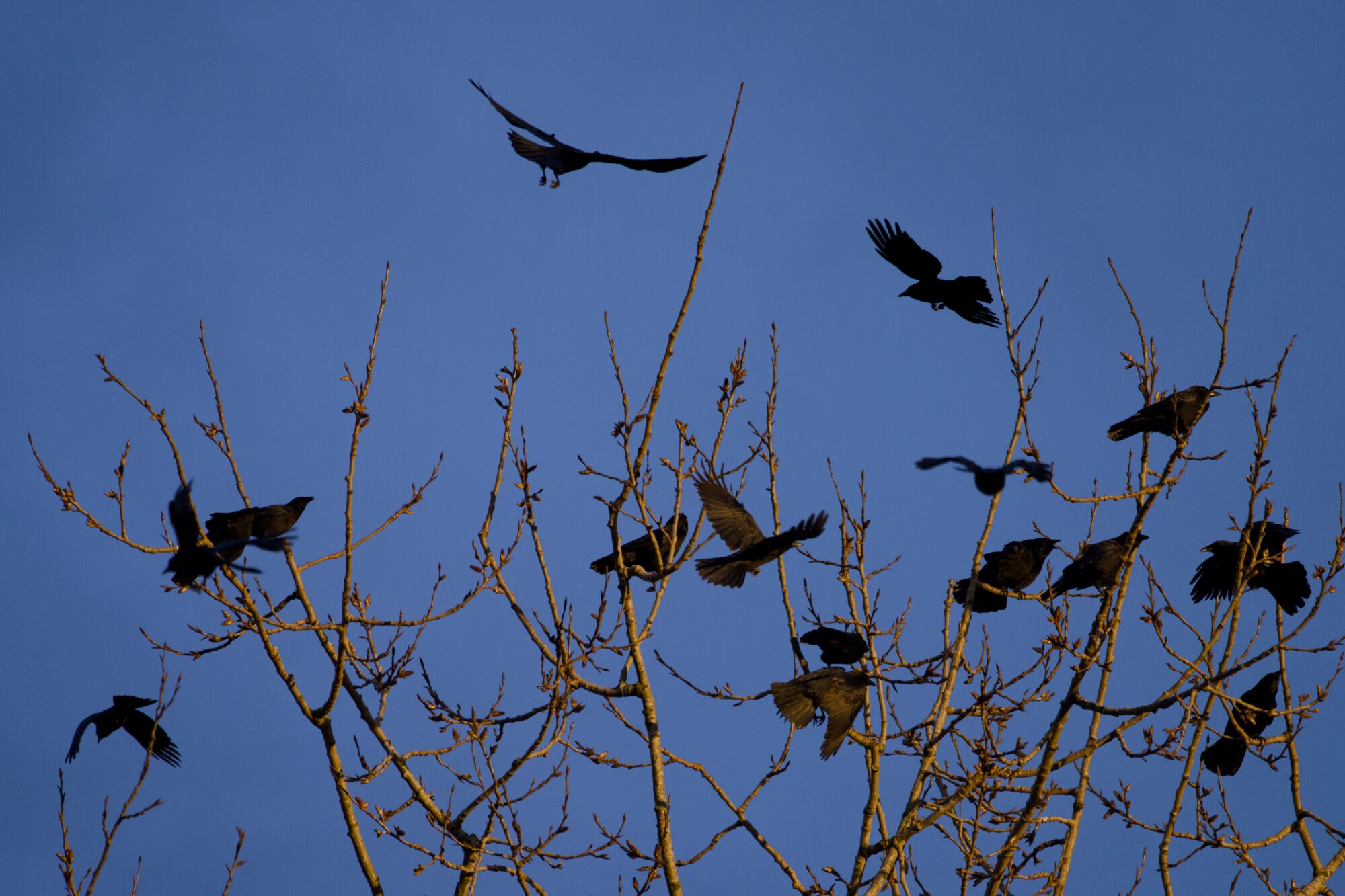A number of crows sitting or flying around some branches. They are lit up bronze by the low sun. Background is blue sky