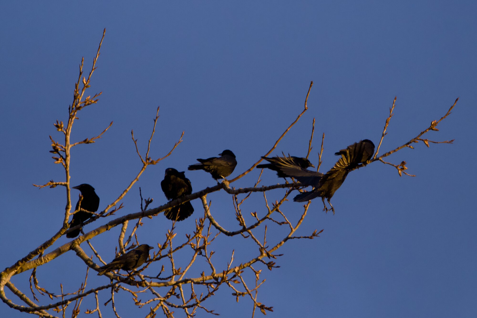 Closeup of a few crows clustered on a bare branch. They are lit a bit bronze by the setting sun