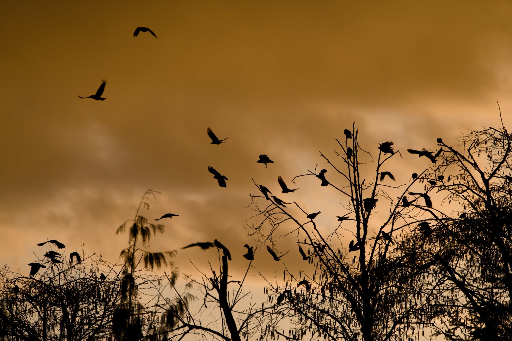 Some trees and crows against an orange cloudy sunset sky