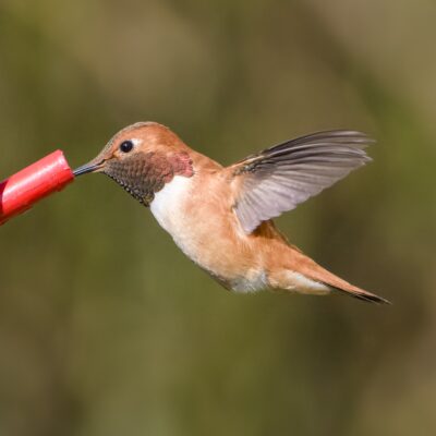 A male Rufous Hummingbird drinking from a feeder. His gorget is iridescing a little bit in one corner
