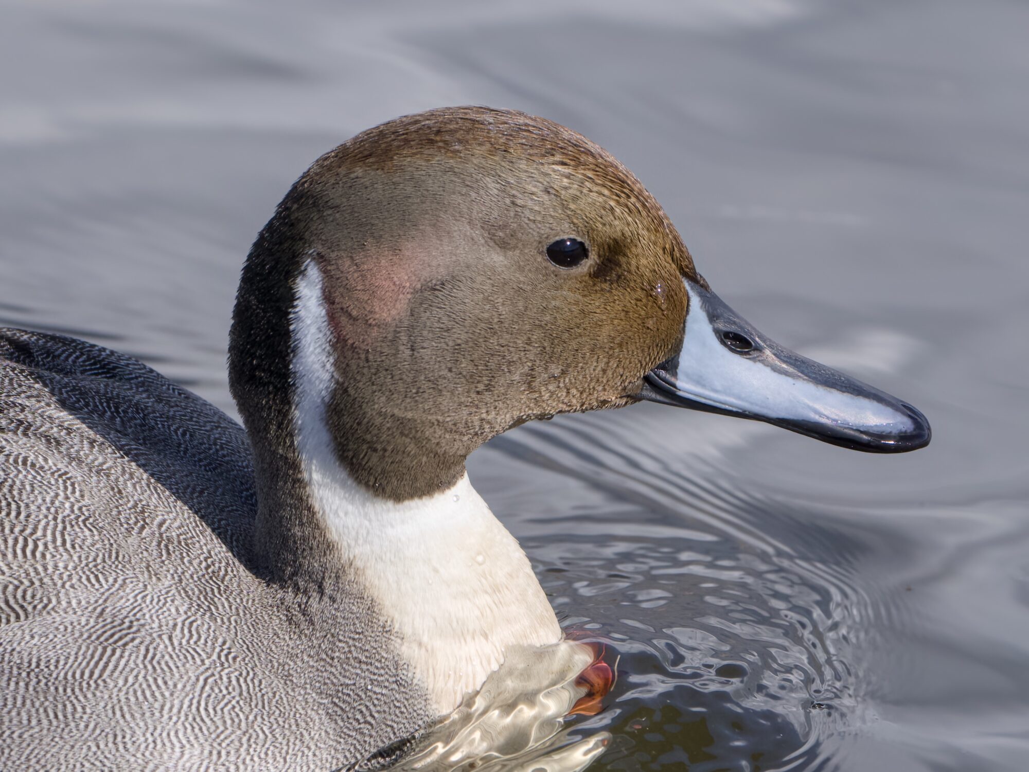 Closeup of a male Northern Pintail's head and neck. It is swimming low on the water
