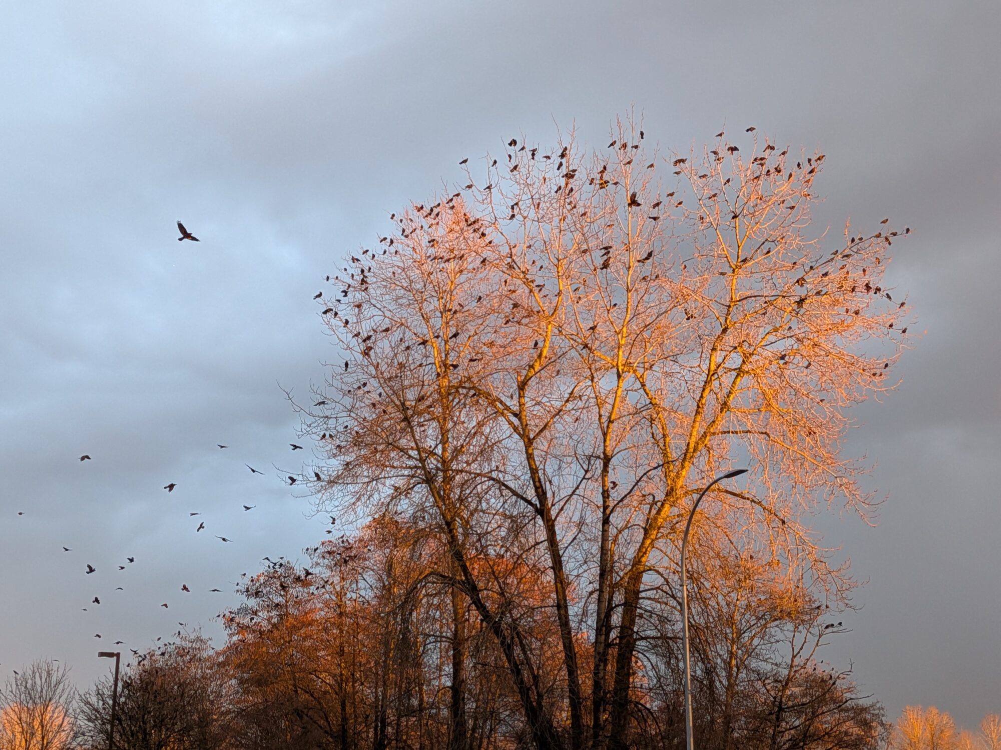 A tree lit gold by the setting sun, with dozens of crows sitting in its branches. The background sky is mostly cloudy, and lots more crows are flying about