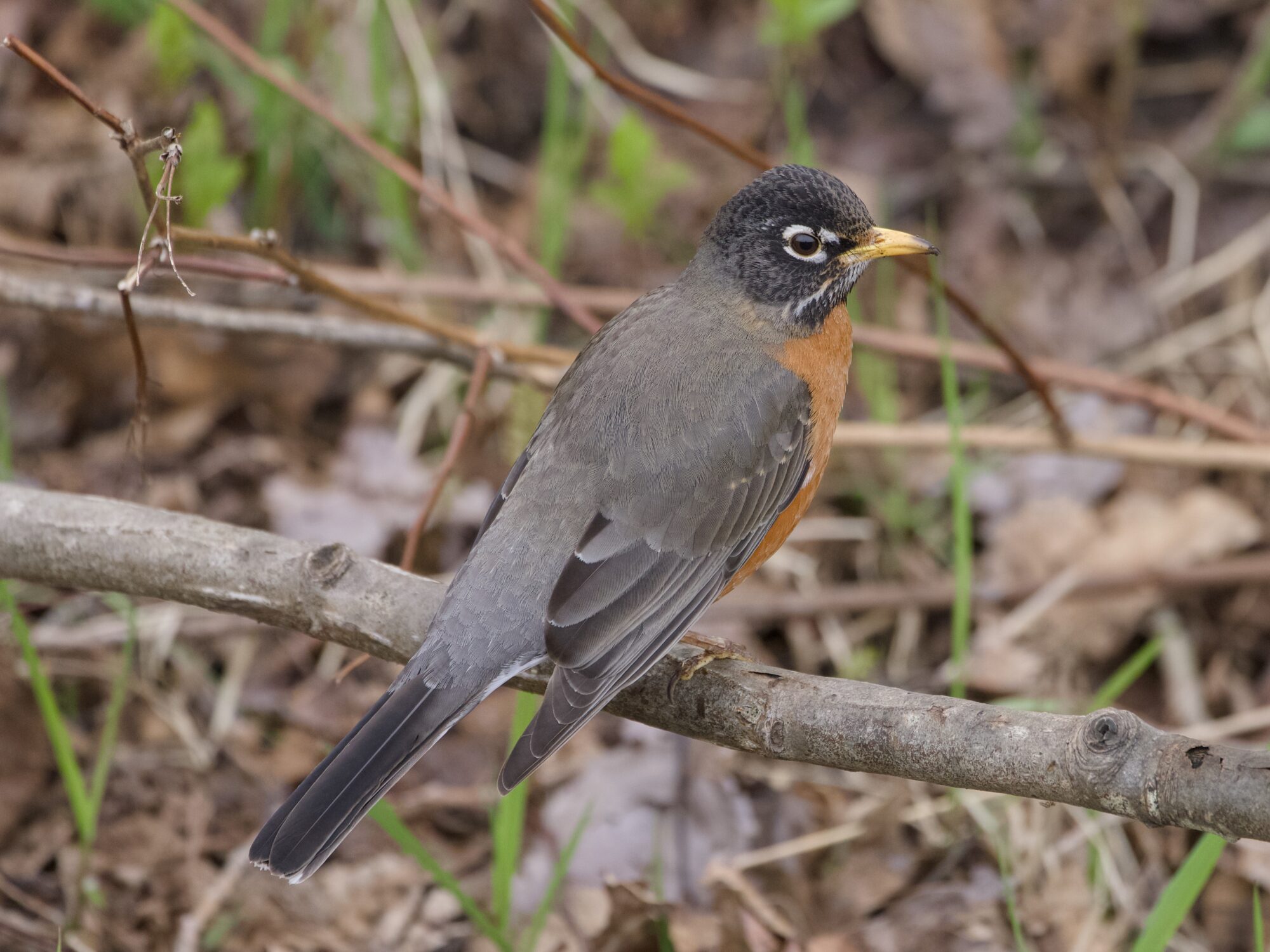 An American Robin perched on a branch close to the ground