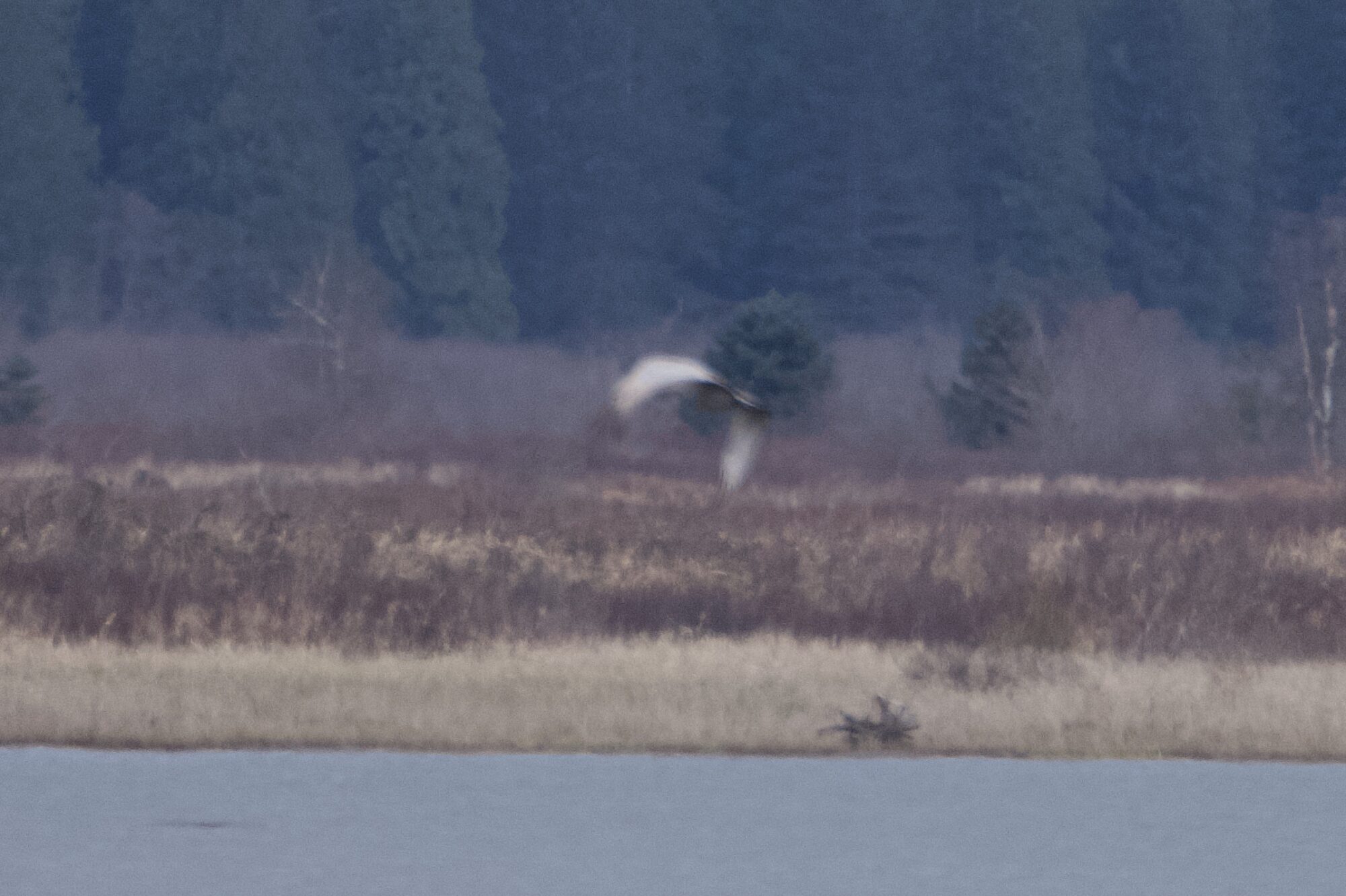 A very blurry photo of a large pale grey bird, with a bit of brown on the backand dark fringey wingtips. It is flying away from us, across the river