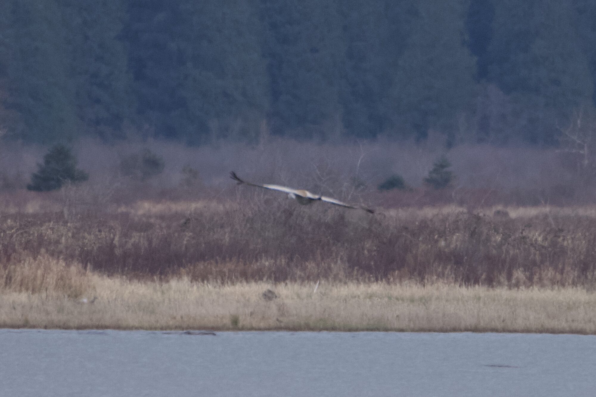 A very blurry photo of a large pale grey bird, with a bit of brown on the backand dark fringey wingtips. It is flying away from us, across the river