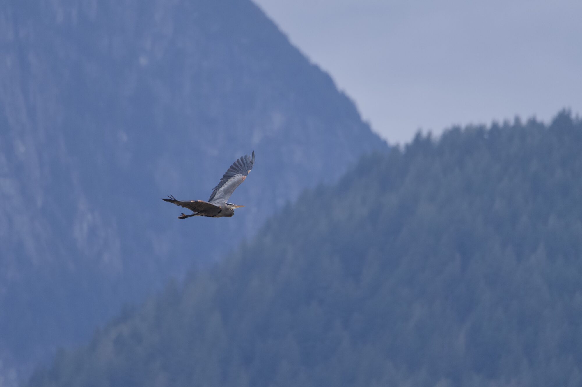 A Great Blue Heron is flying in the distance. Behind it are low tree-covered mountains, bluish with distance