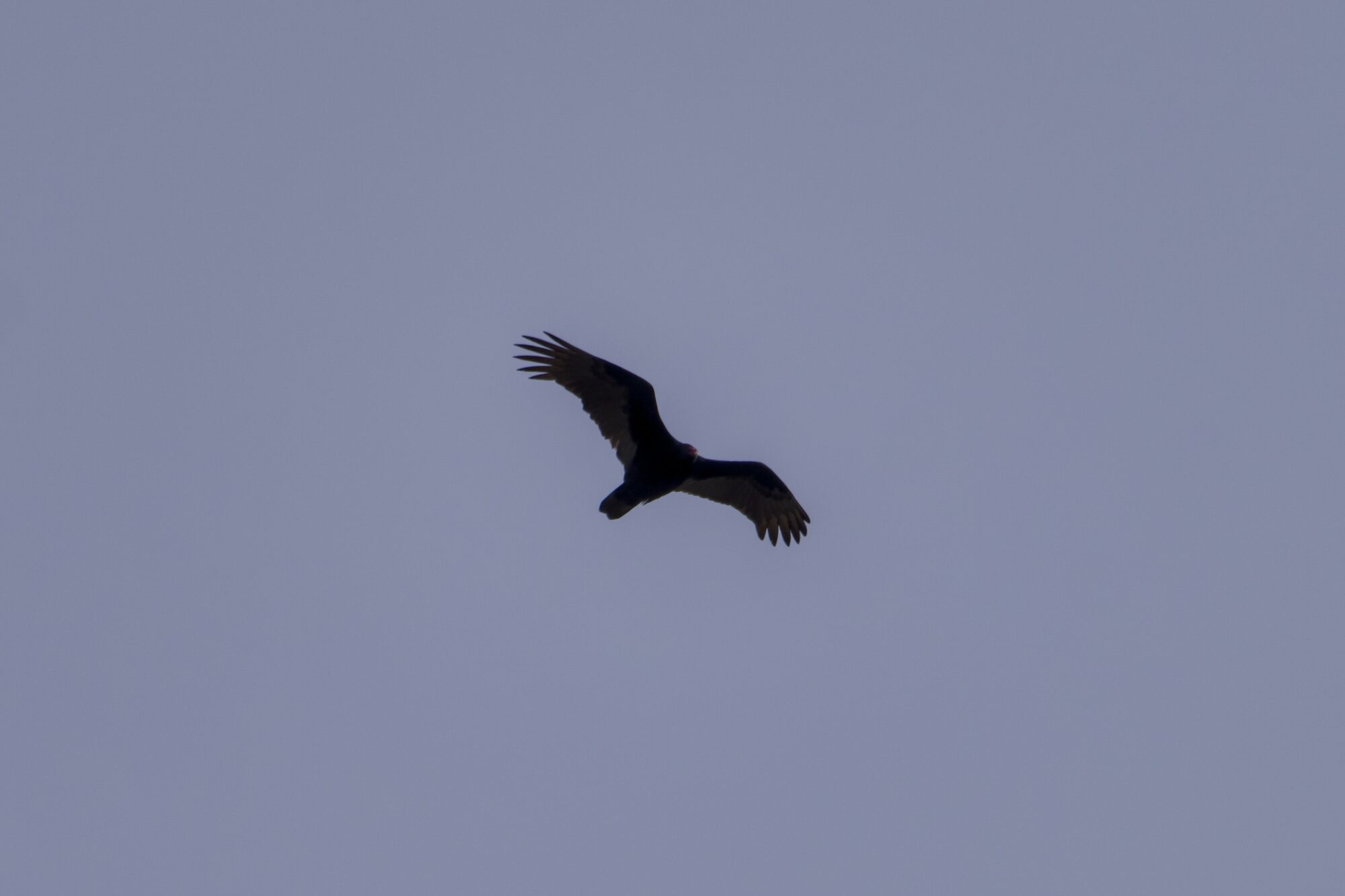 A silhouette of a Turkey Vulture soaring high above, against a grey sky