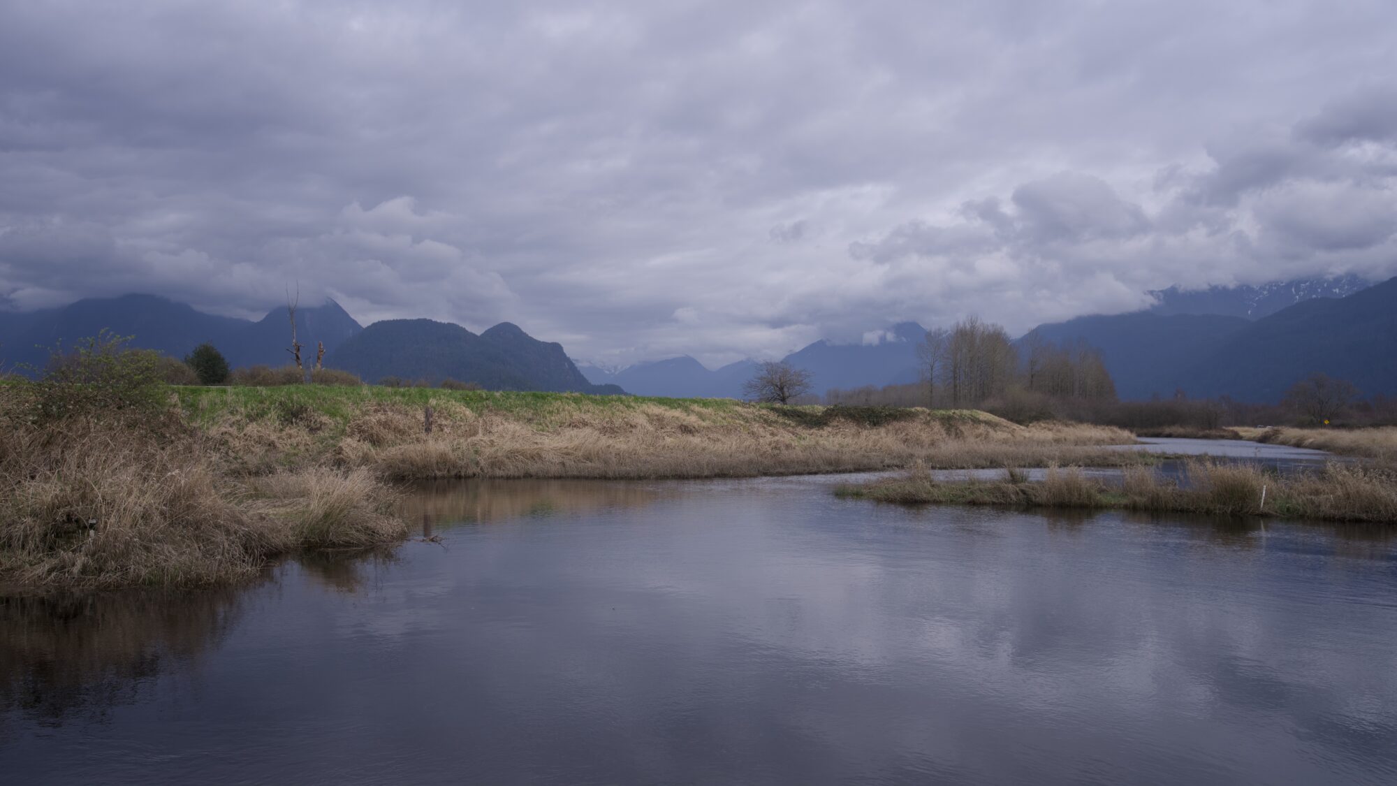 A curve of a small canal / creek, bordered by yellowish reeds, under an overcast sky, with low mountains on the horizon