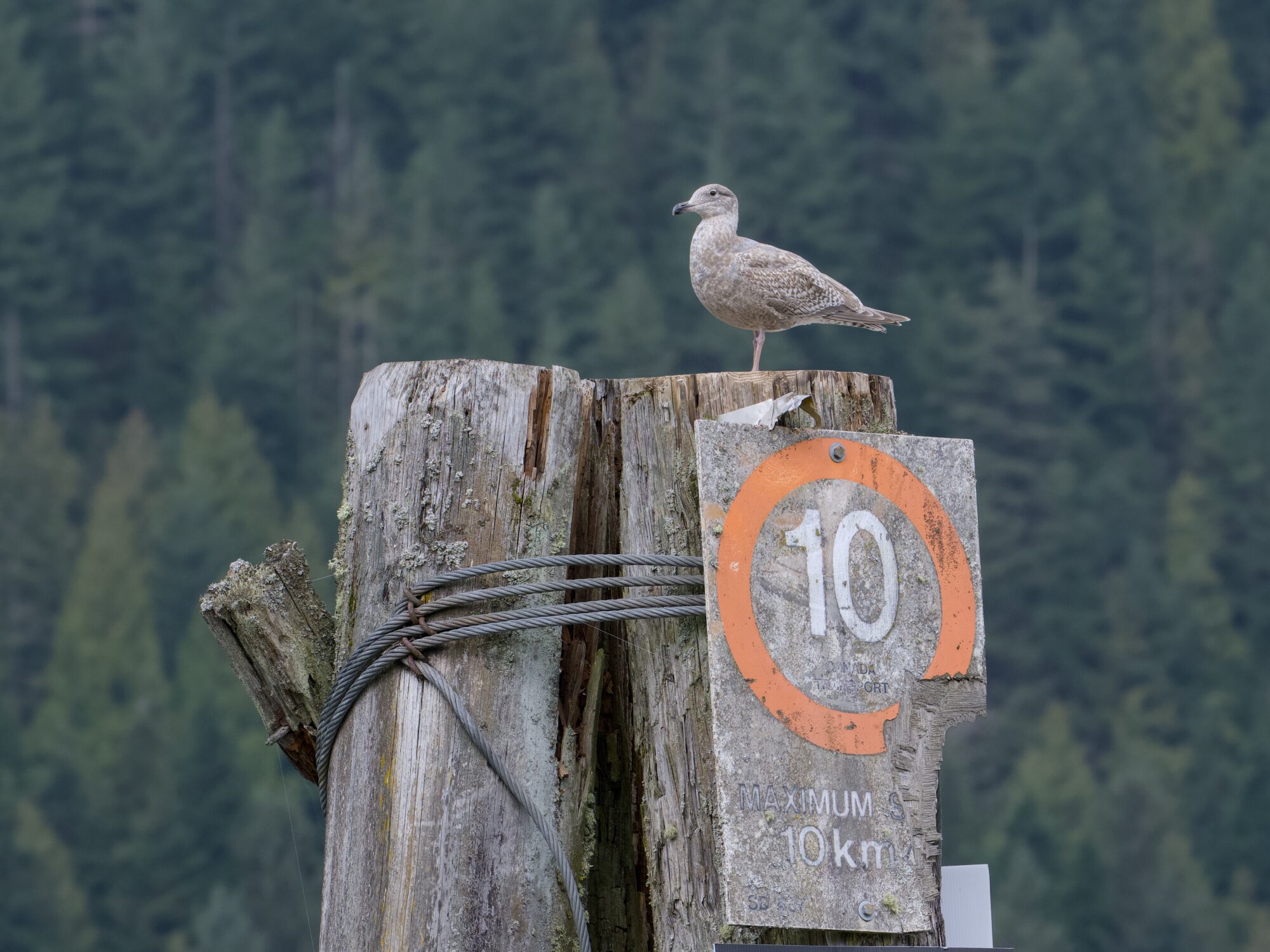 An immature gull over a wooden piling. There are thick ropes around the piling, and a sign that says "Maximum 10km/h"