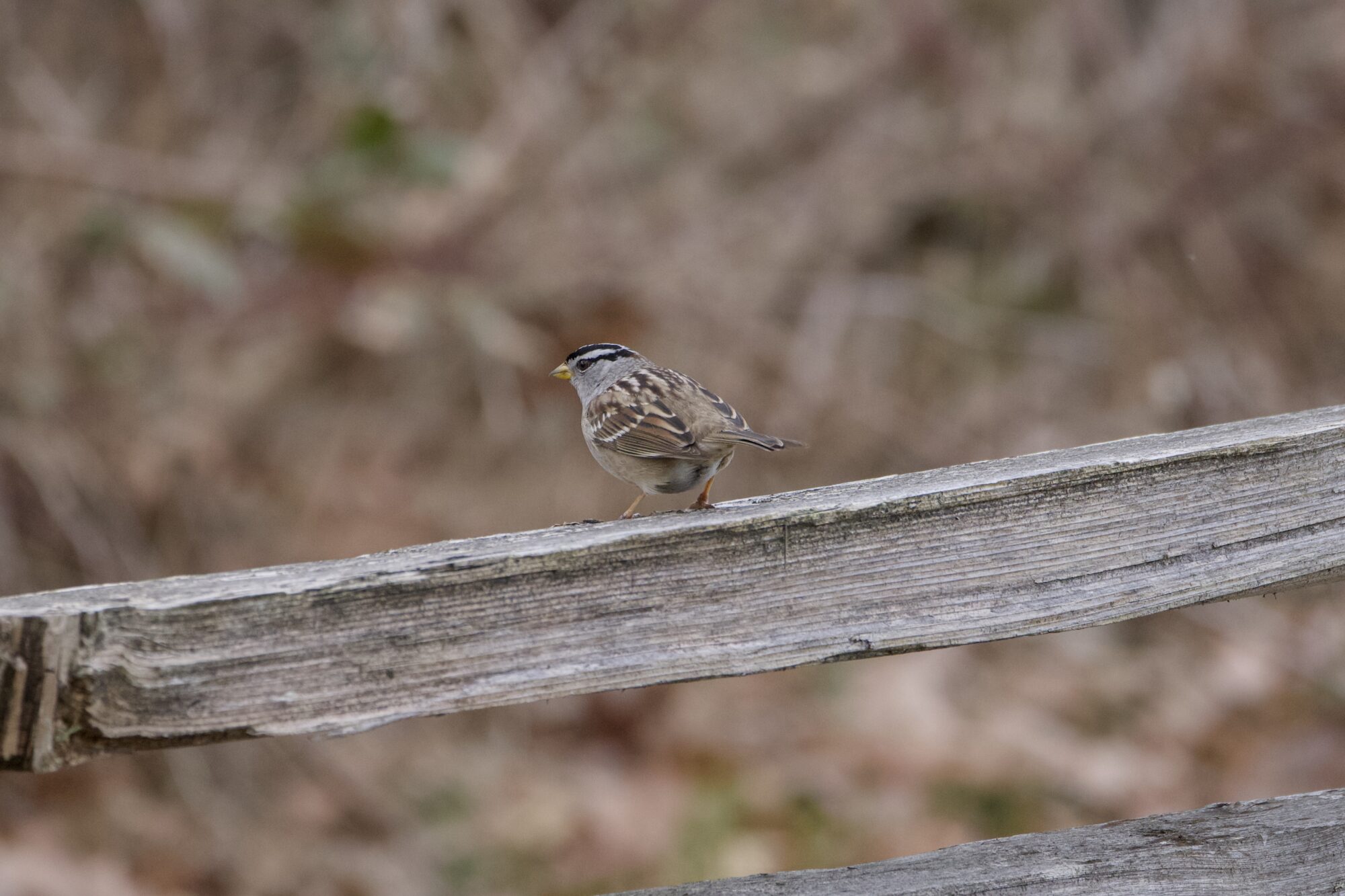 A White-crowned Sparrow sitting on a wooden fence, its back mostly to us