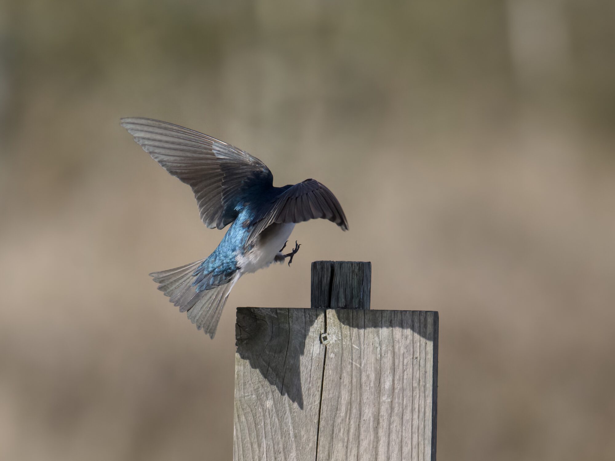 A Tree Swallow landing on top of its nest box
