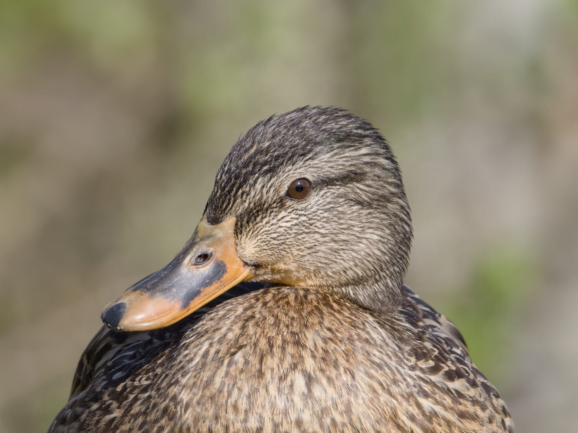 Closeup of a female Mallard's head and chest