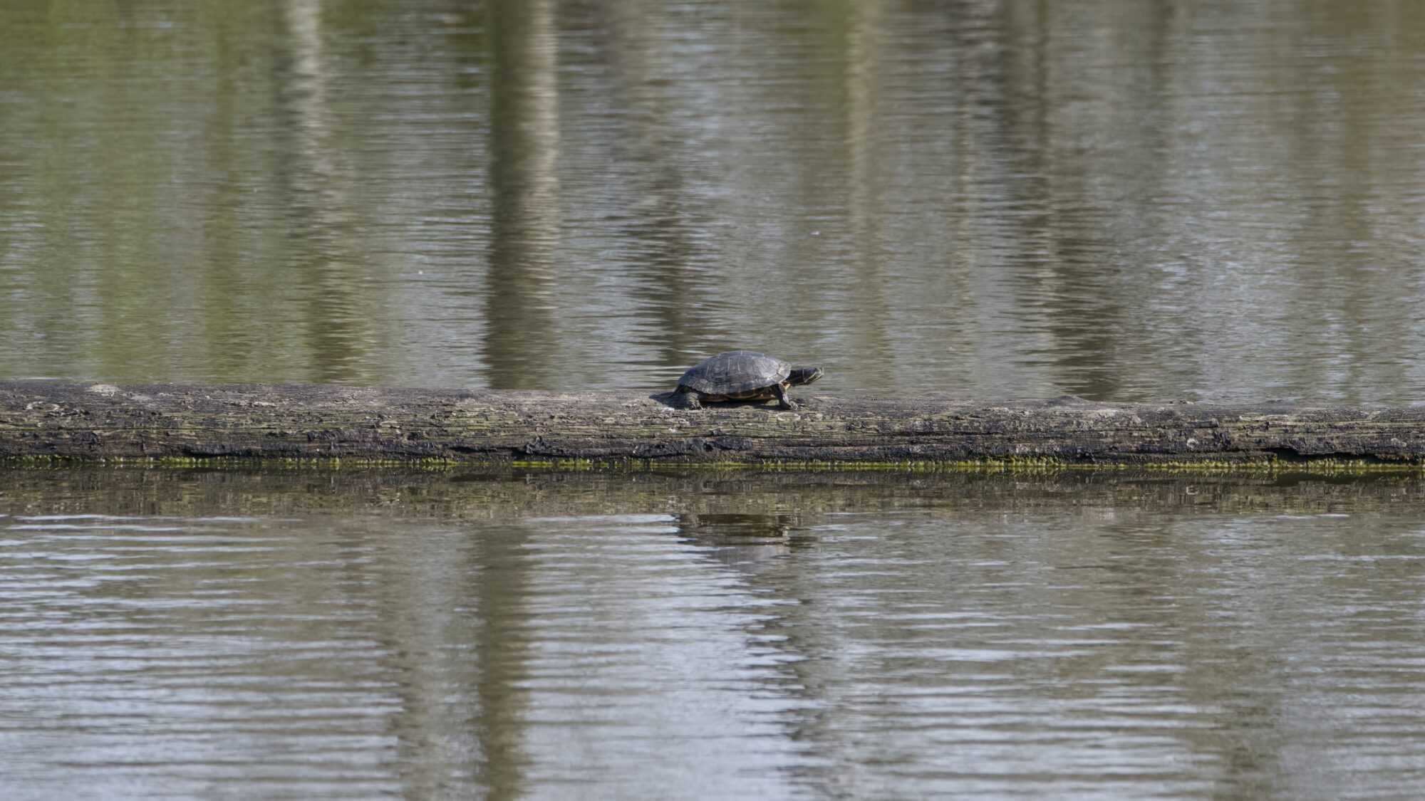 A single turtle walking on a floating log, some distance away