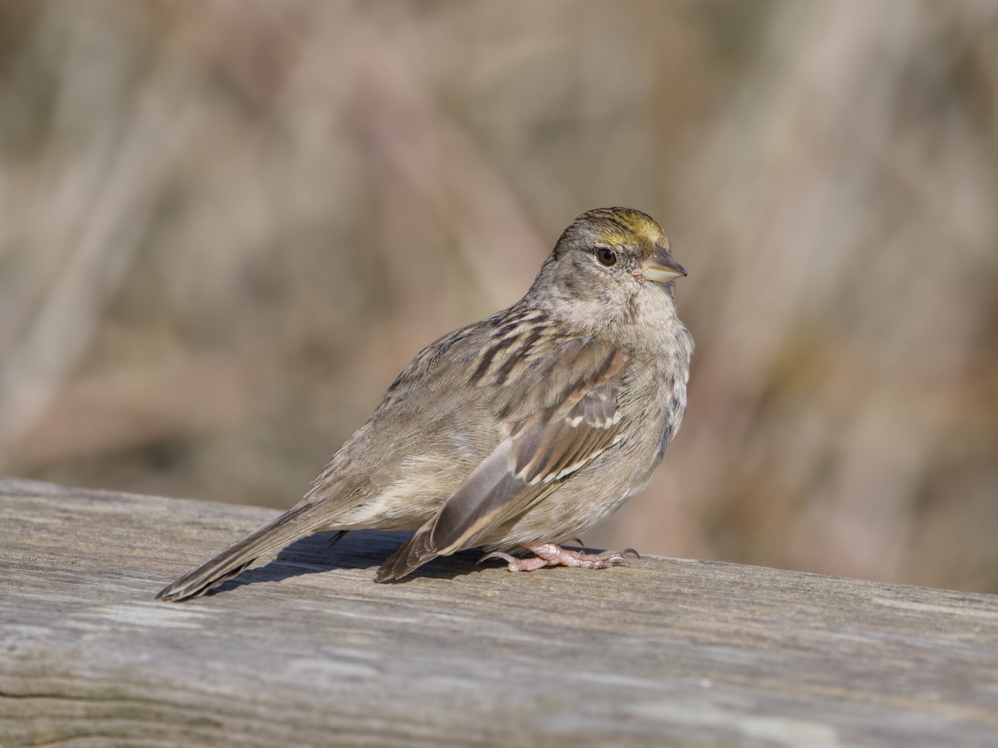 An immature Golden-crowned Sparrow sitting on a wooden fence