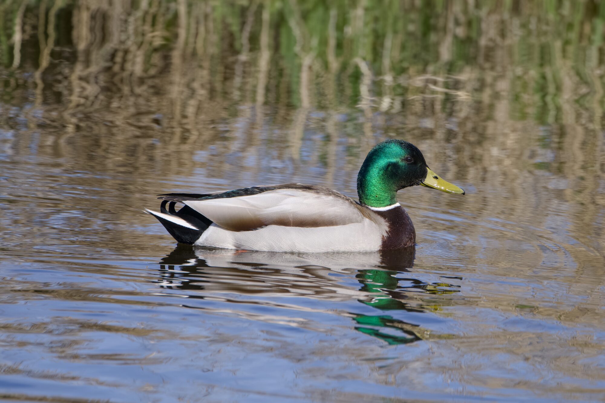 A male Mallard swimming along, seen in profile. In the background is the reflection of green reeds on the opposite shore