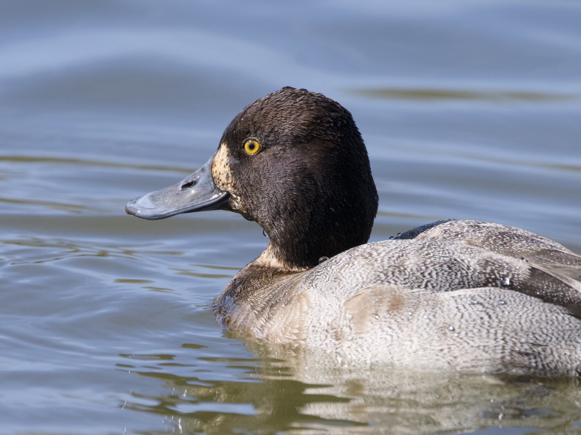 Closeup of a female Lesser Scaup swimming along