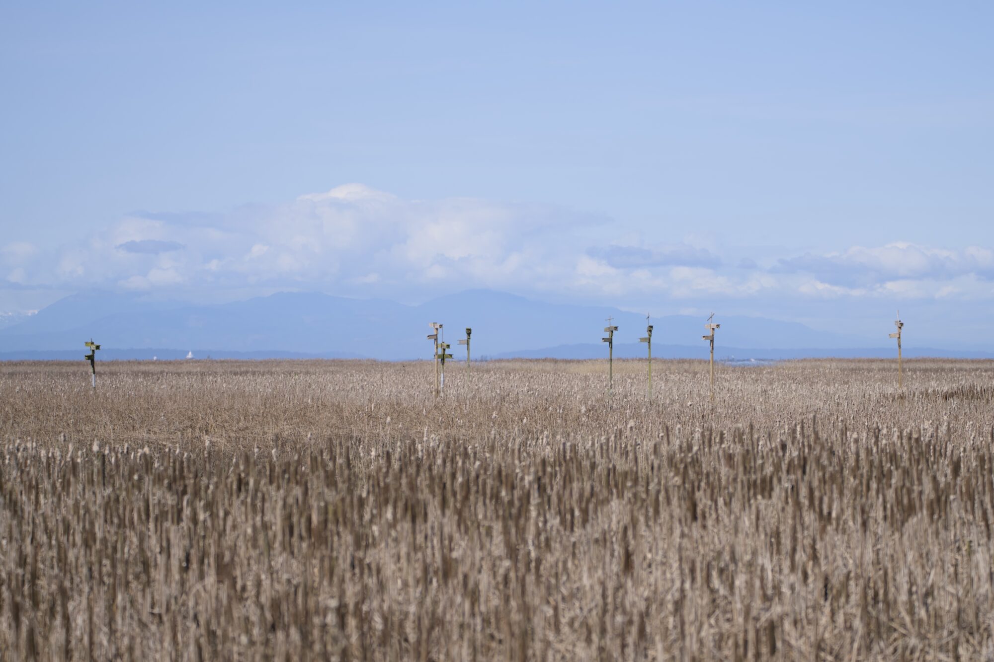 A few nest boxes way off in the distance, amidst a field of yellow-brown reeds. There are some faint clouds in the soft blue sky