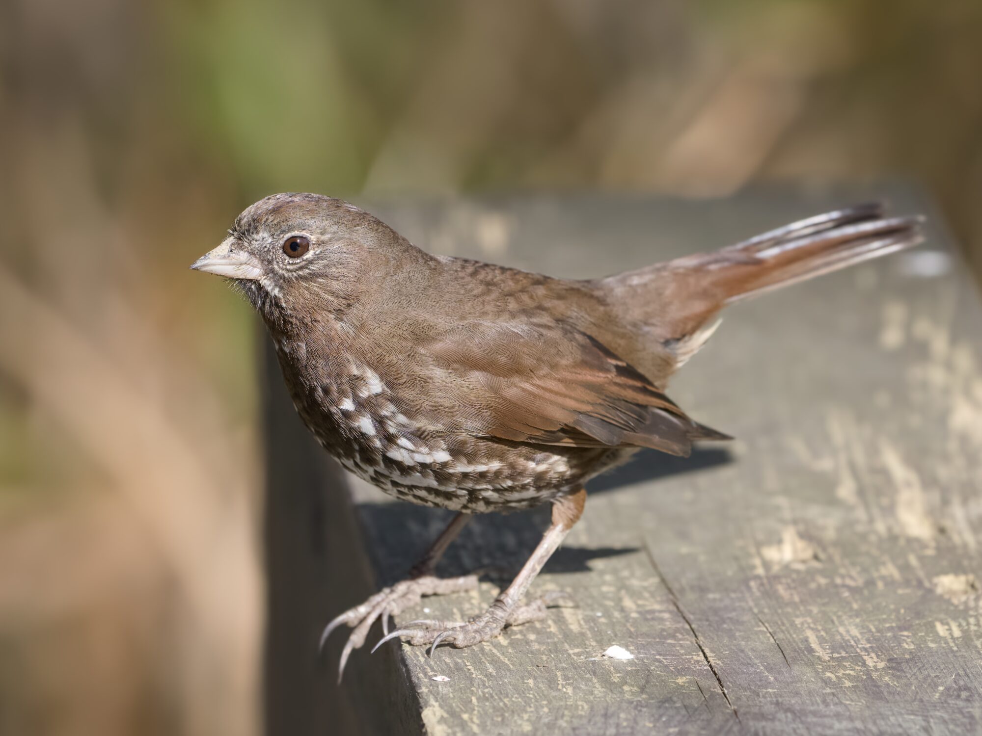 A Fox Sparrow on a wooden fence