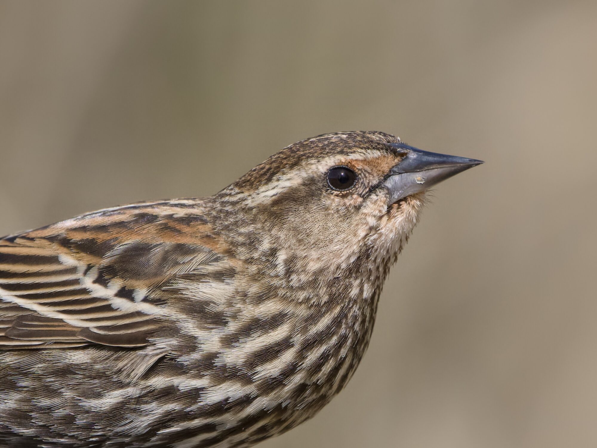 Closeup of a female Red-winged Blackbird crouched down and arcing her back