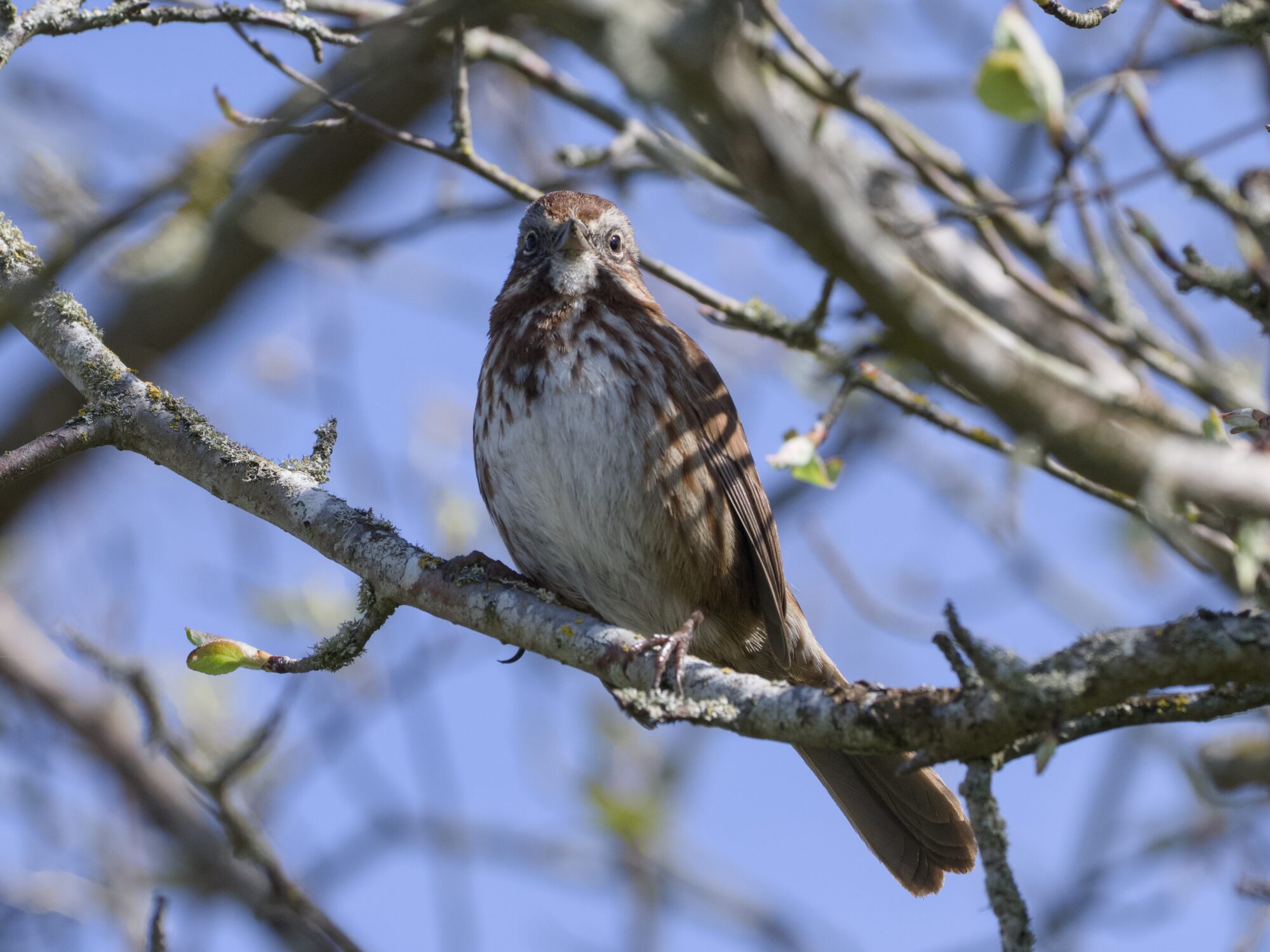 A Song Sparrow up in a tree, amongst bare branches and a soft blue sky. It is looking down at me